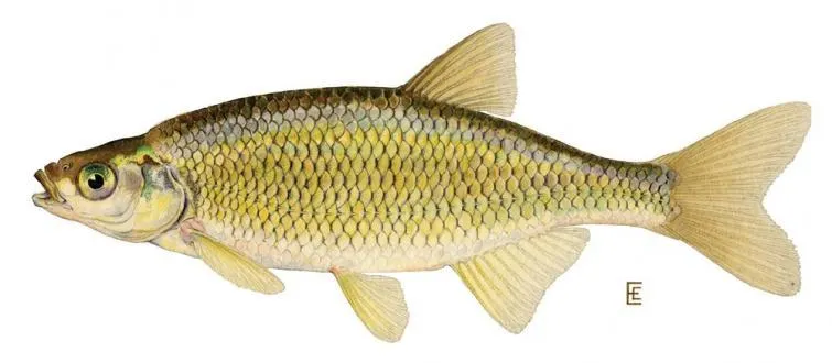 Baitfish