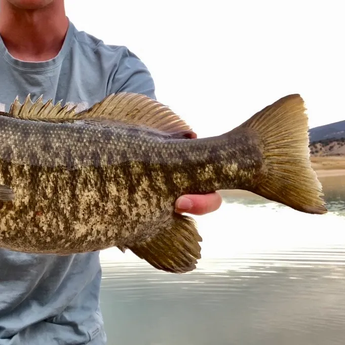 Smallmouth bass caught on Fishbrain