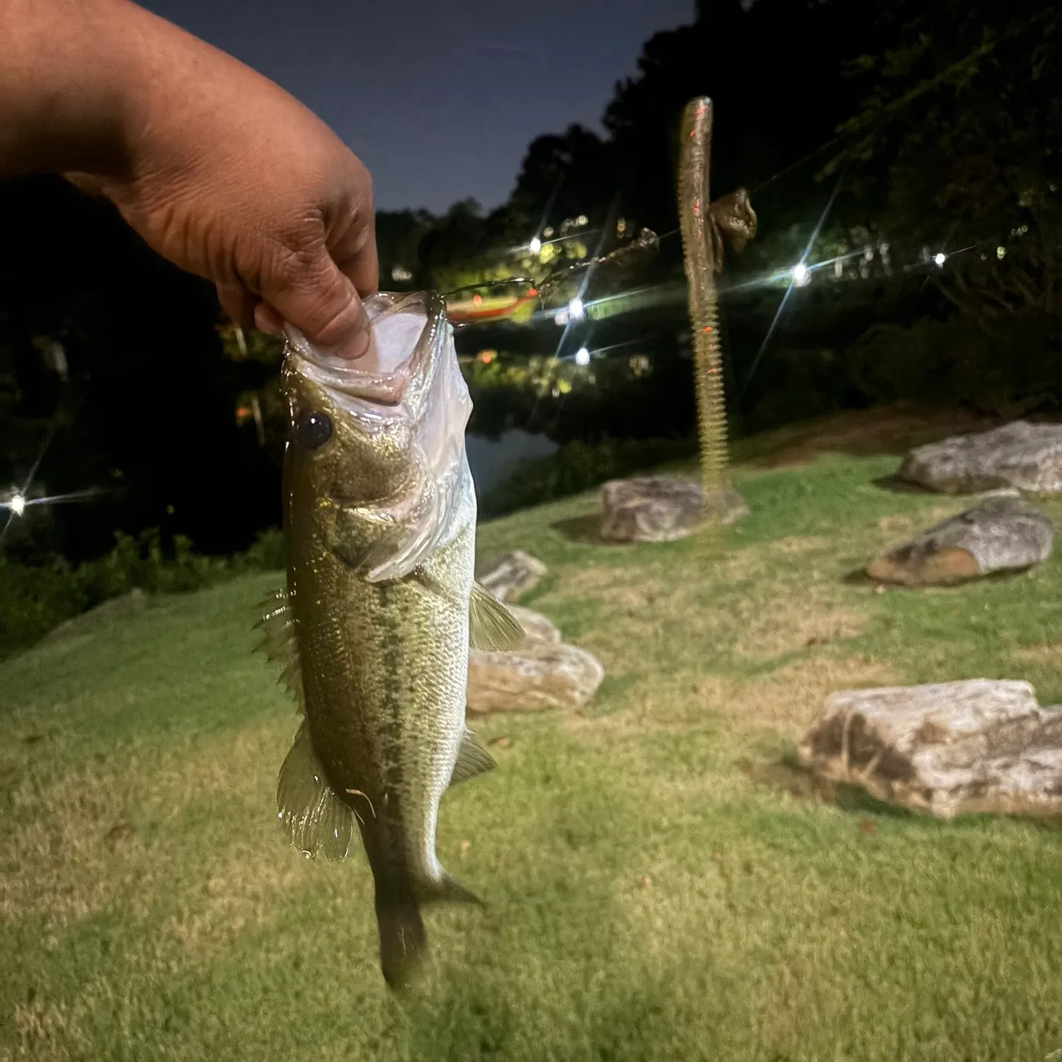 Spotted bass caught on Fishbrain