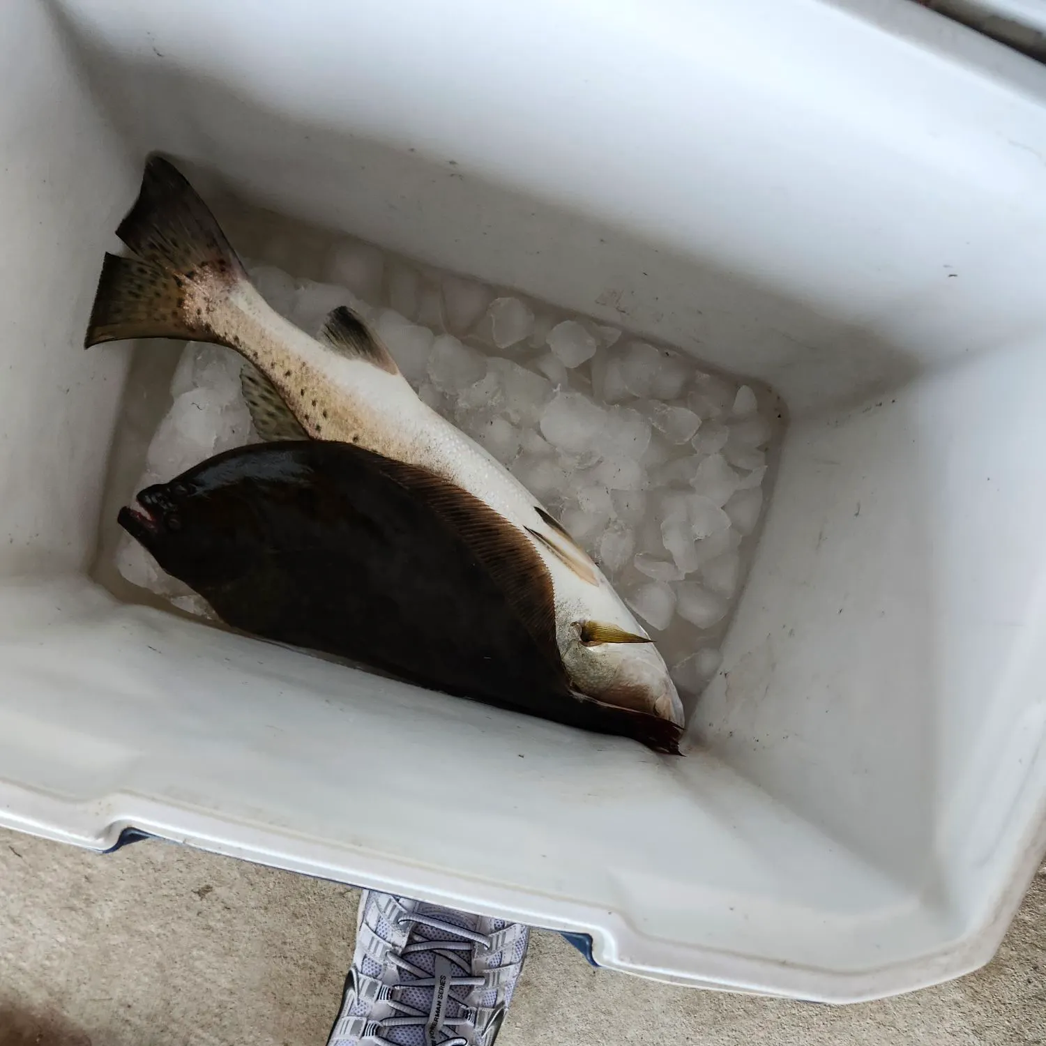 Summer flounder caught on Fishbrain