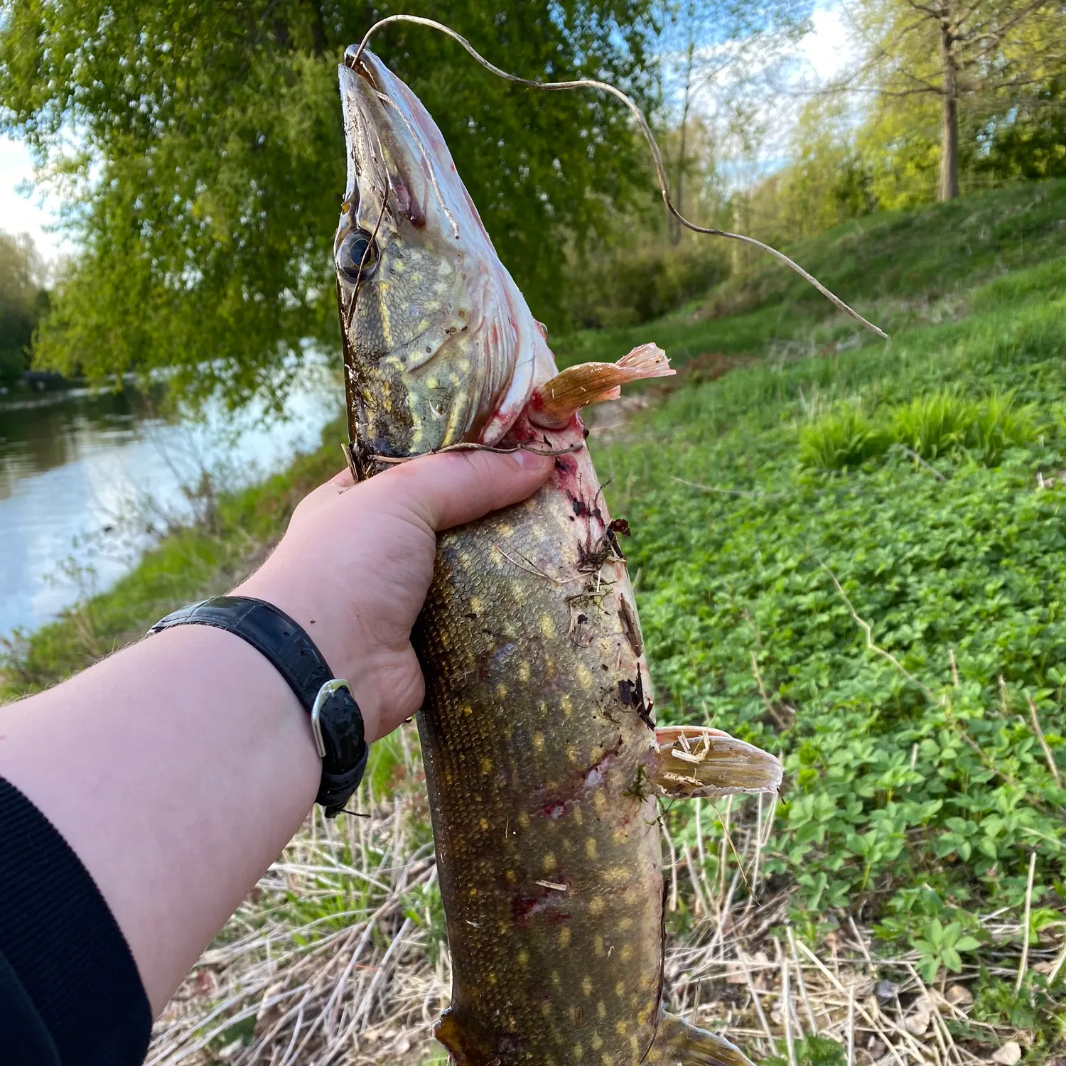 catch
