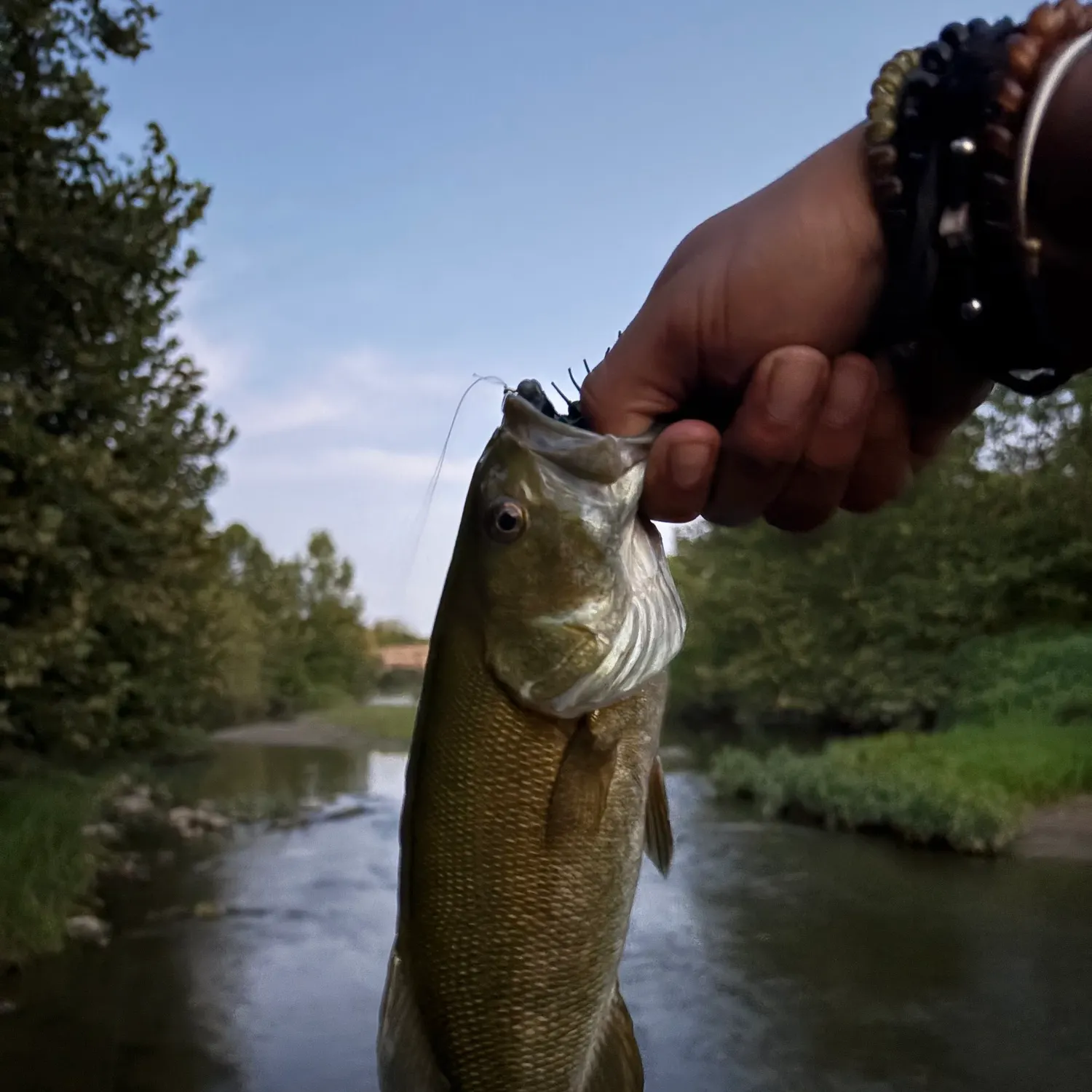 Smallmouth bass caught on Fishbrain