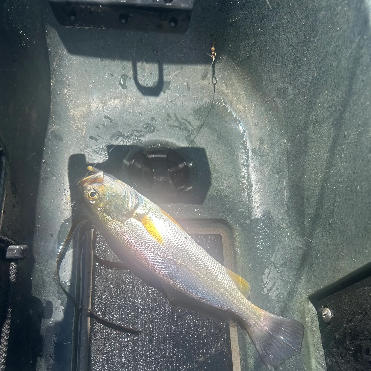 Sand seatrout caught on Fishbrain
