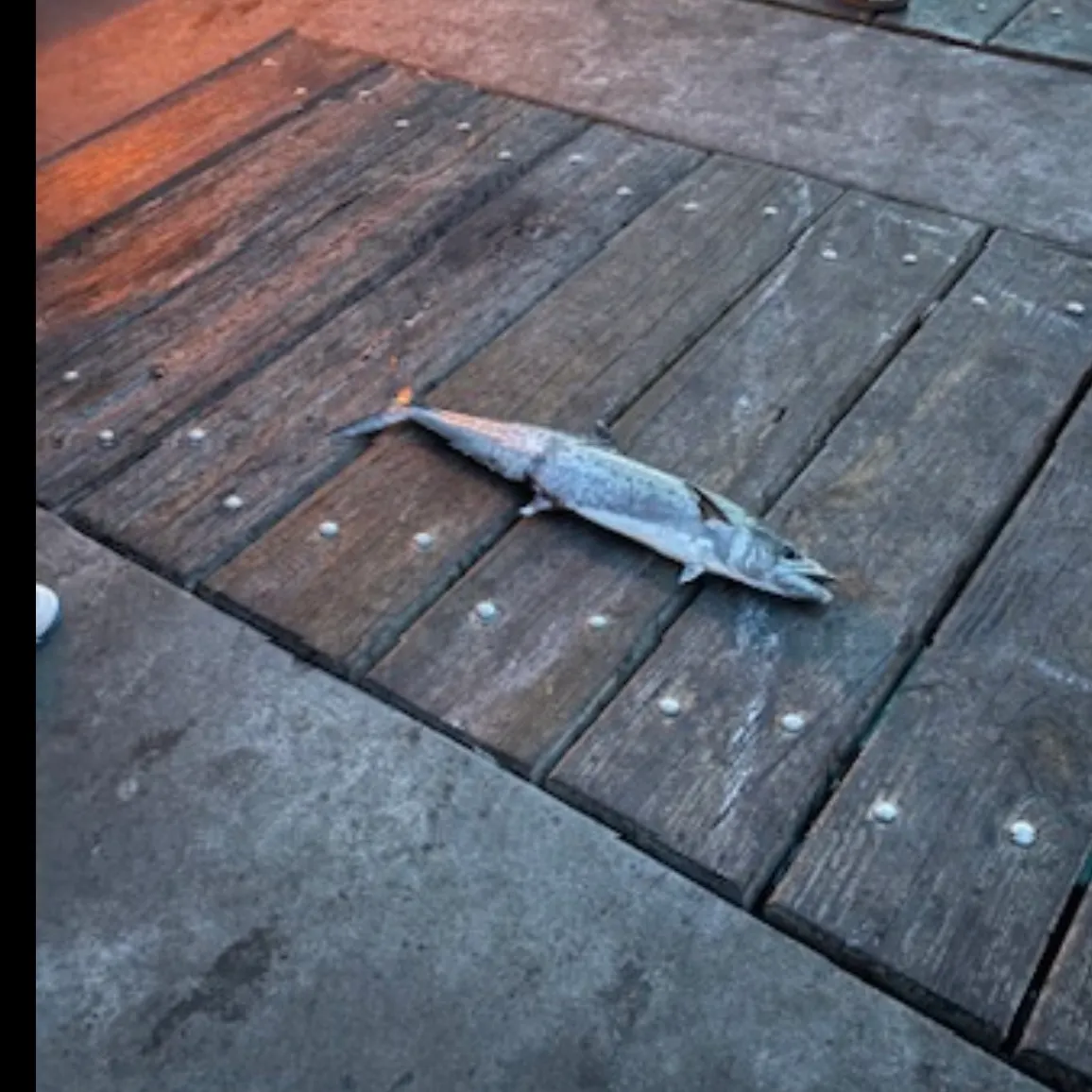 The most recent King mackerel catches on Fishbrain