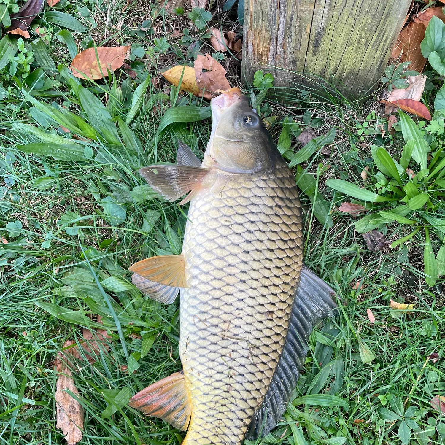 Common carp caught on Fishbrain