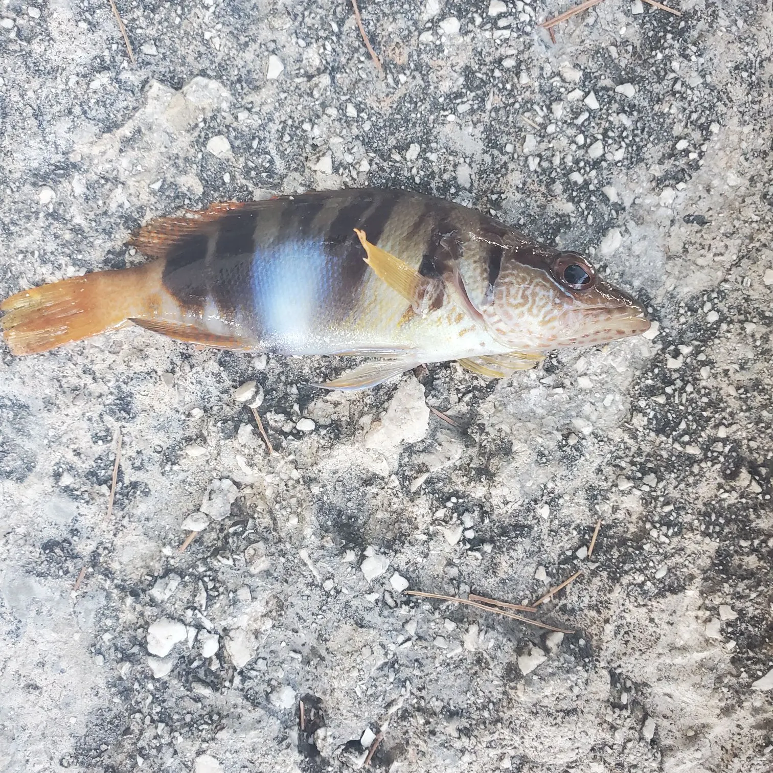 The most recent Painted comber catches on Fishbrain