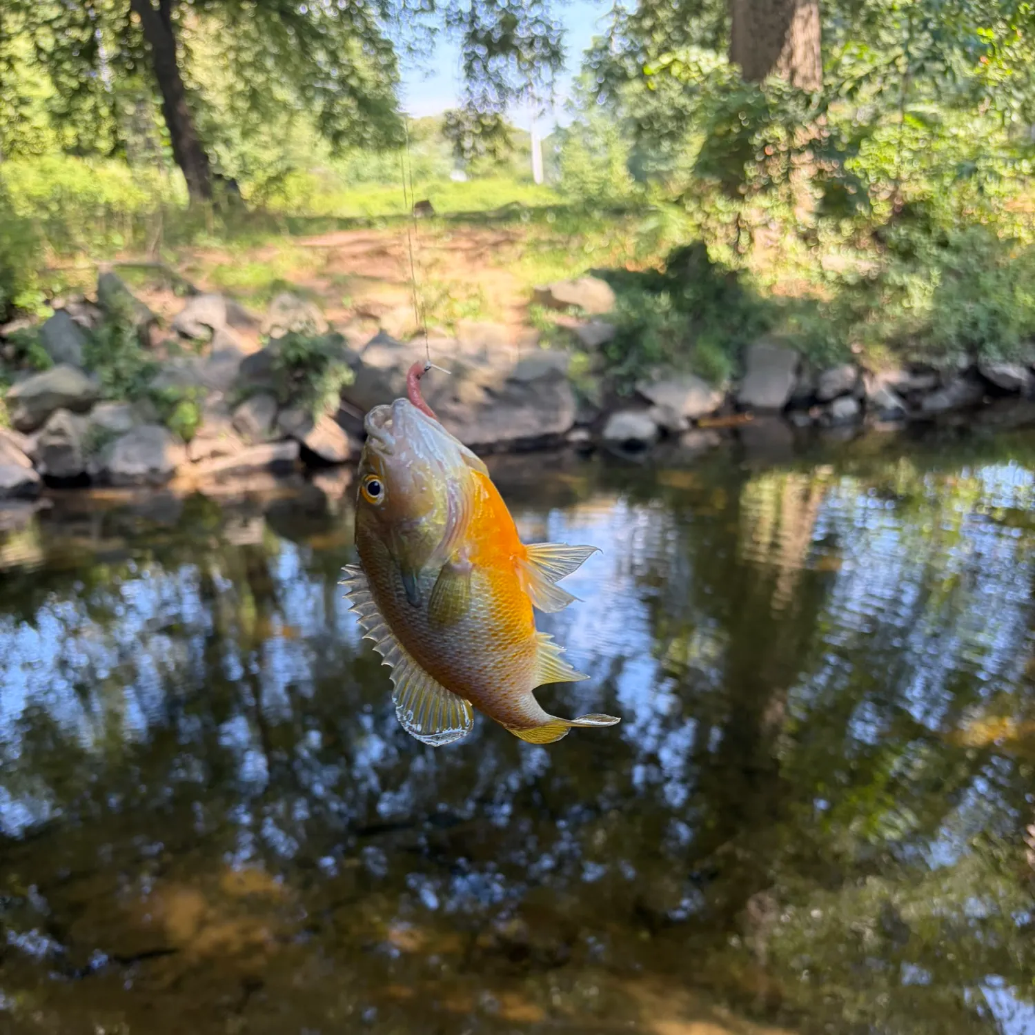 Redbreast sunfish caught on Fishbrain