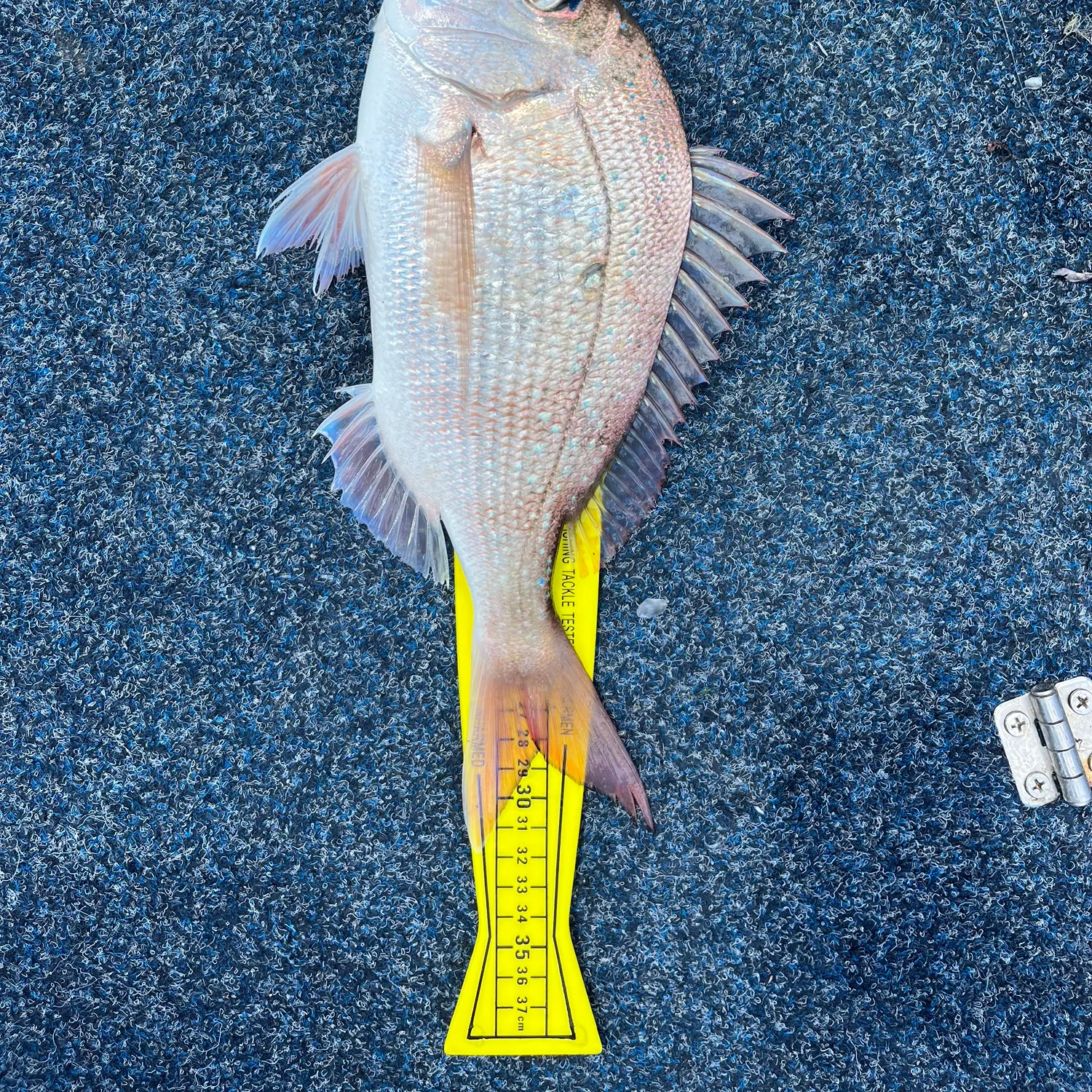 The most recent Australasian snapper catches on Fishbrain