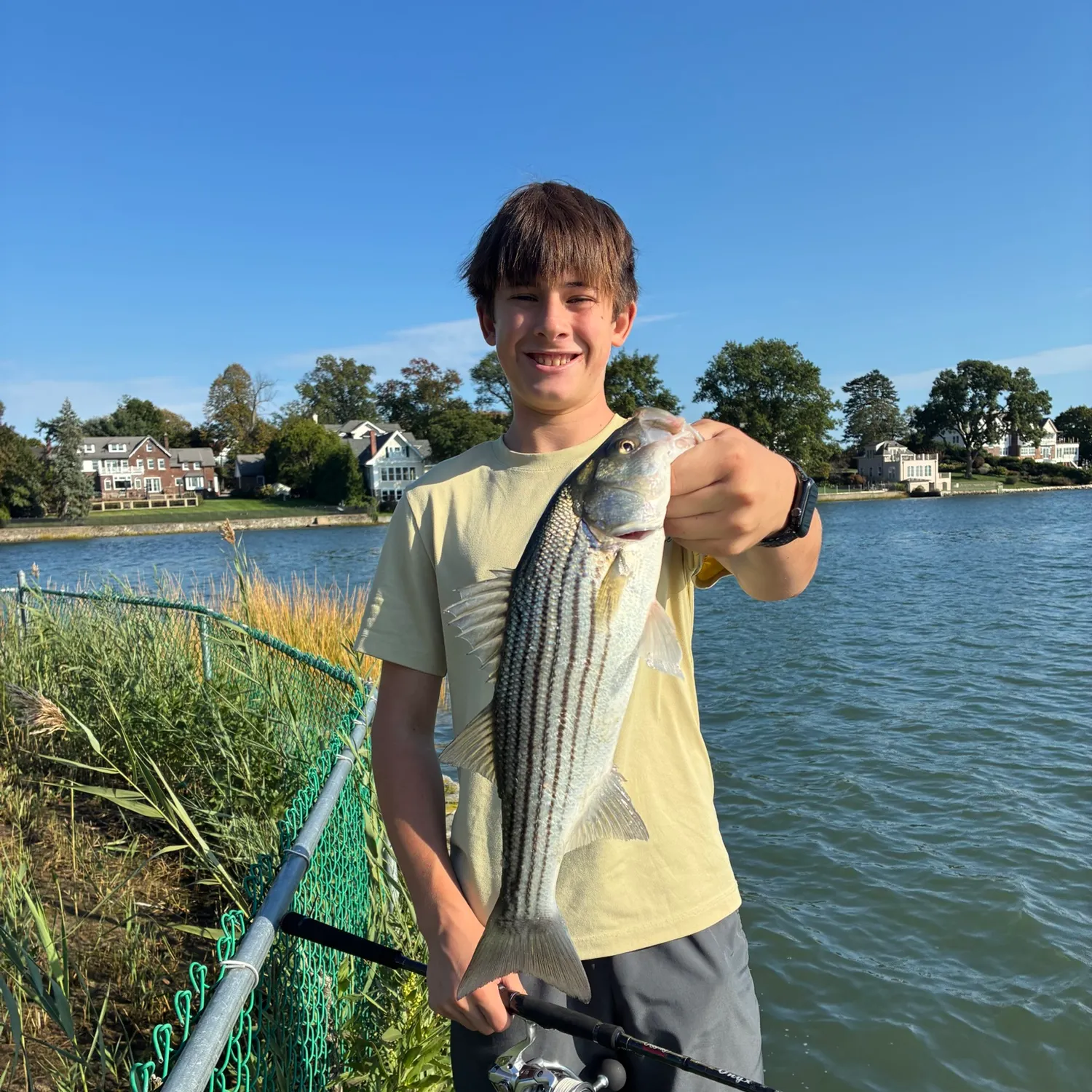 Striped bass caught on Fishbrain