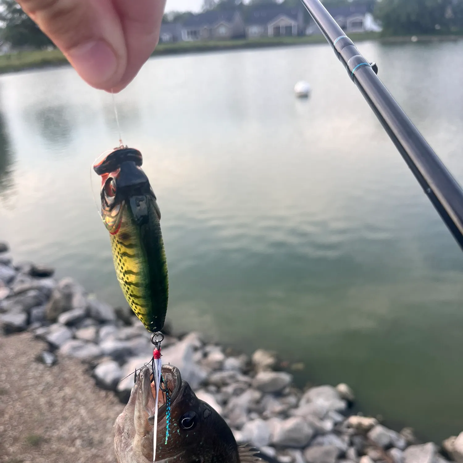 Green sunfish caught on Fishbrain
