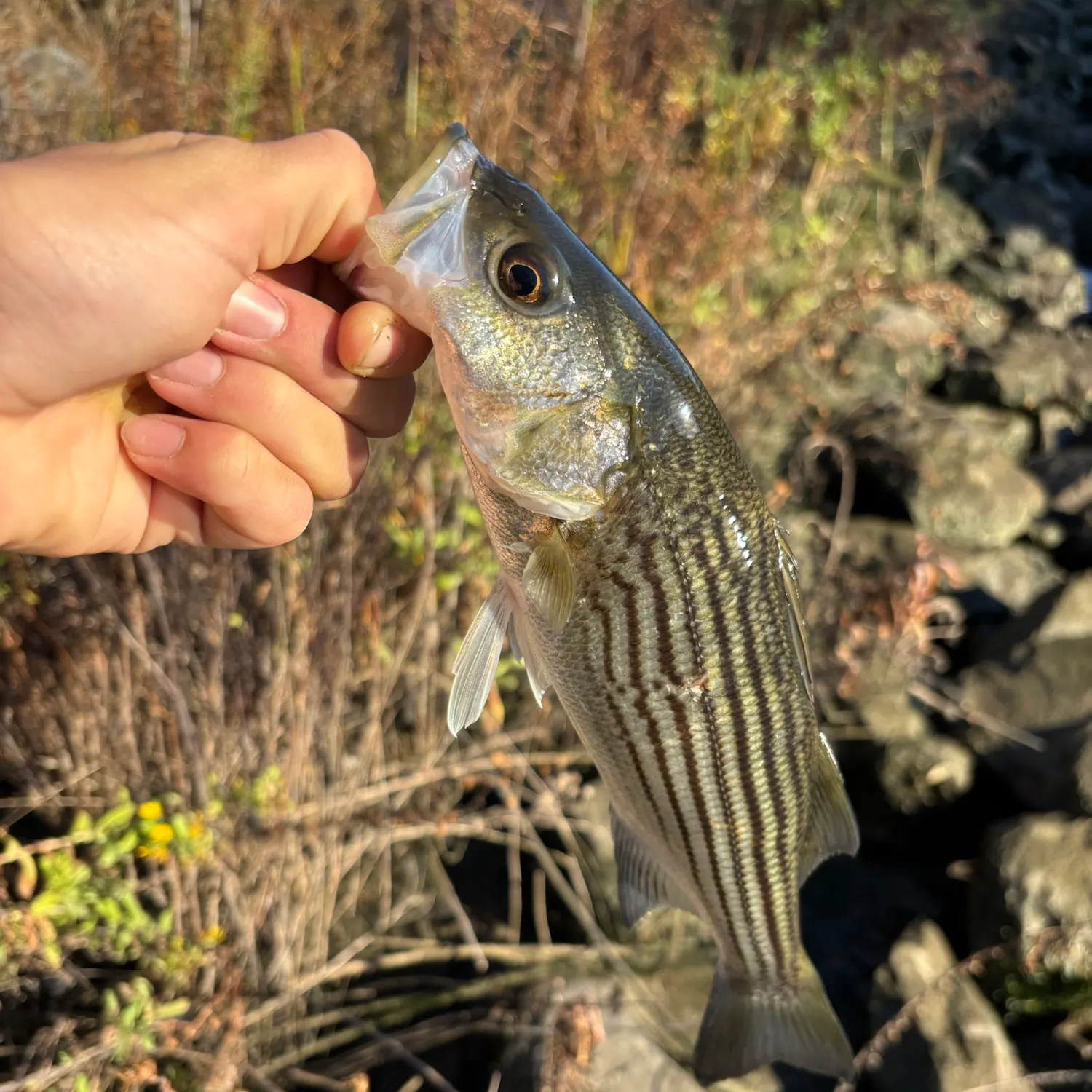 The most recent Striped bass catches on Fishbrain