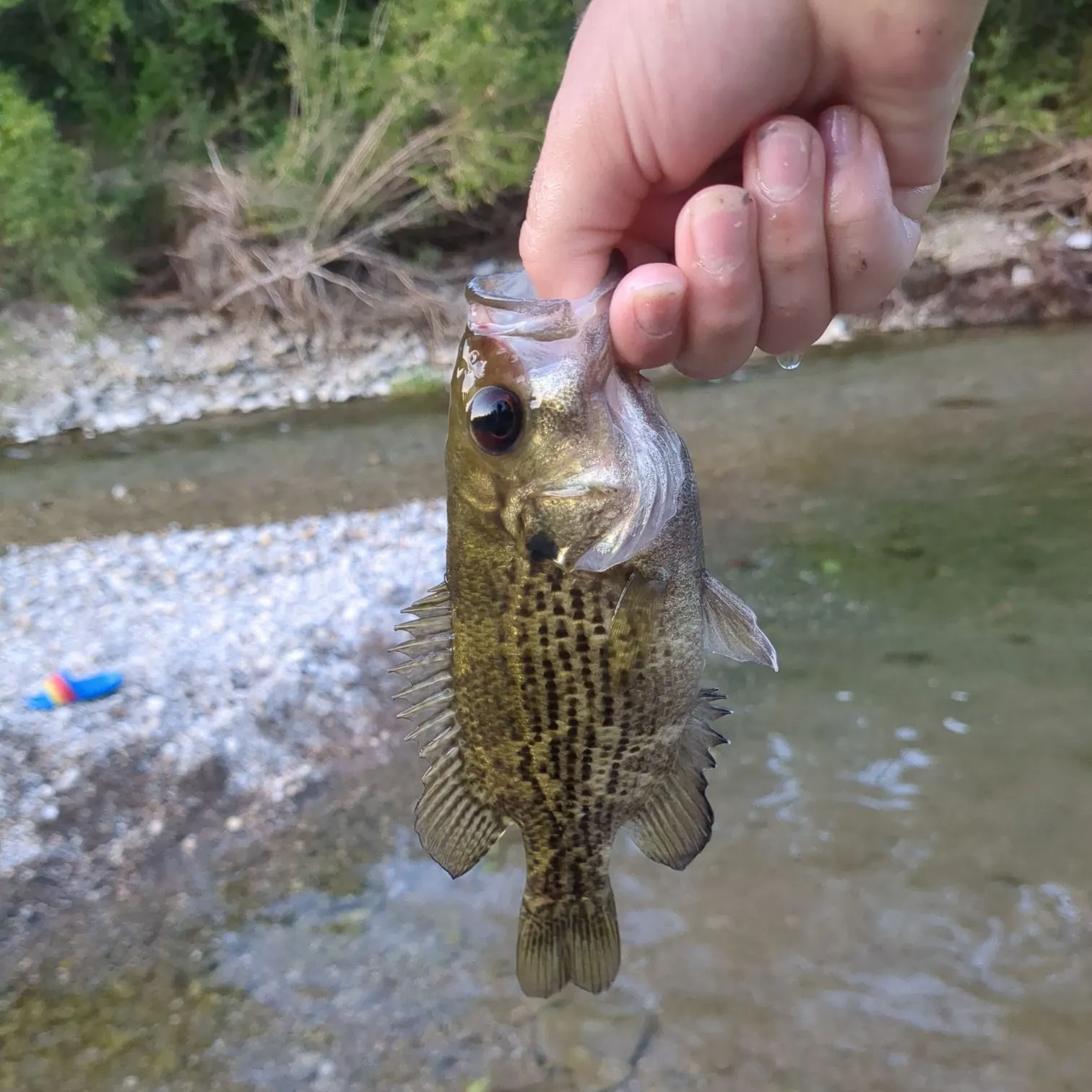 Rock bass caught on Fishbrain