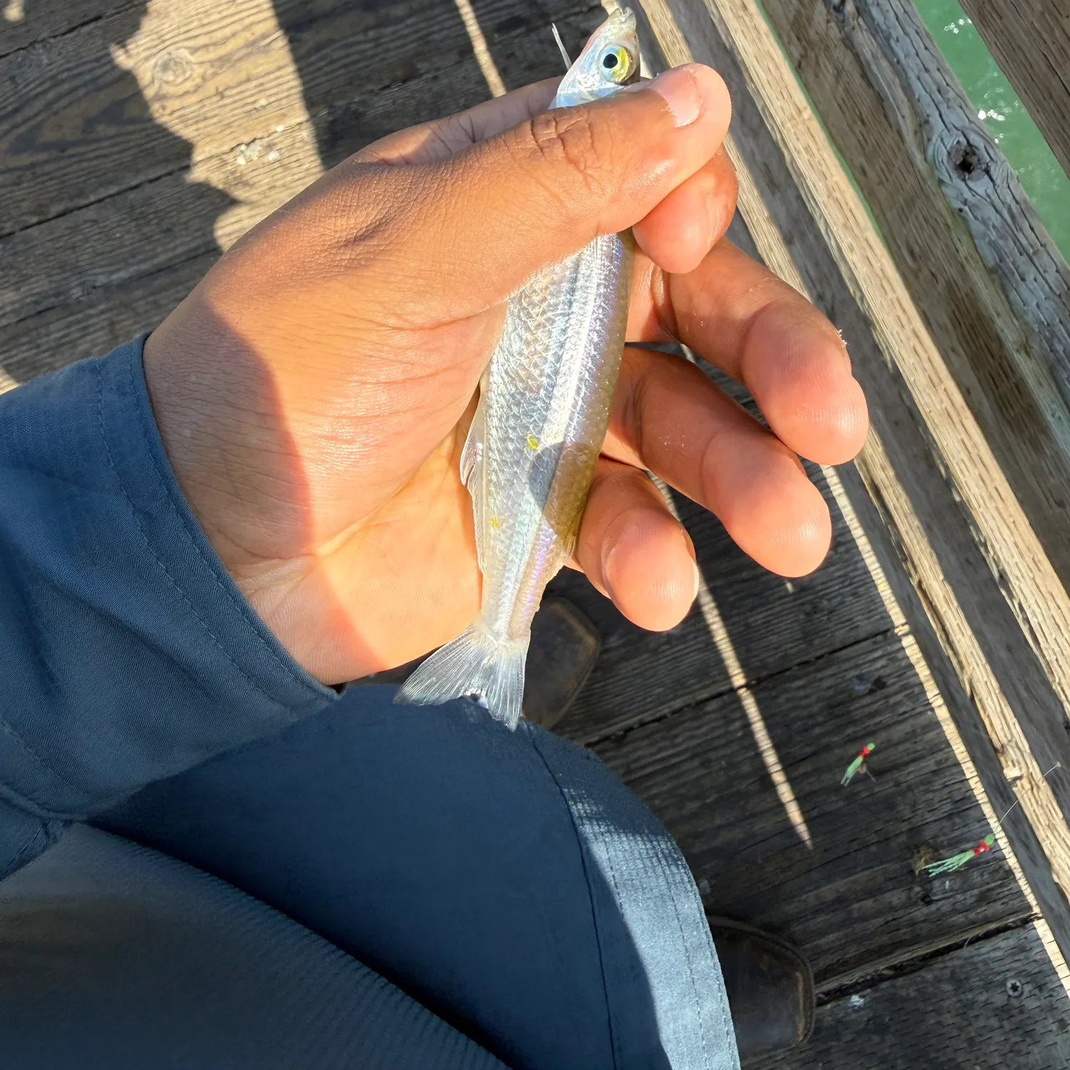 Jack silverside caught on Fishbrain