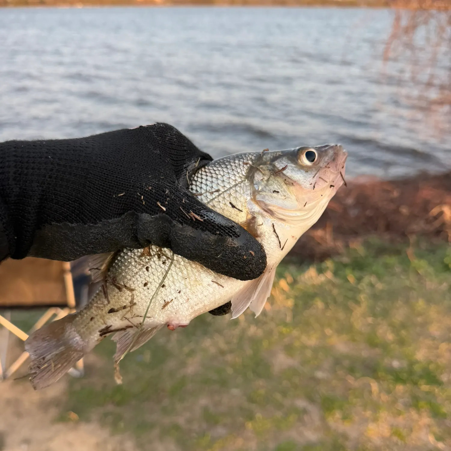 The most recent White perch catches on Fishbrain
