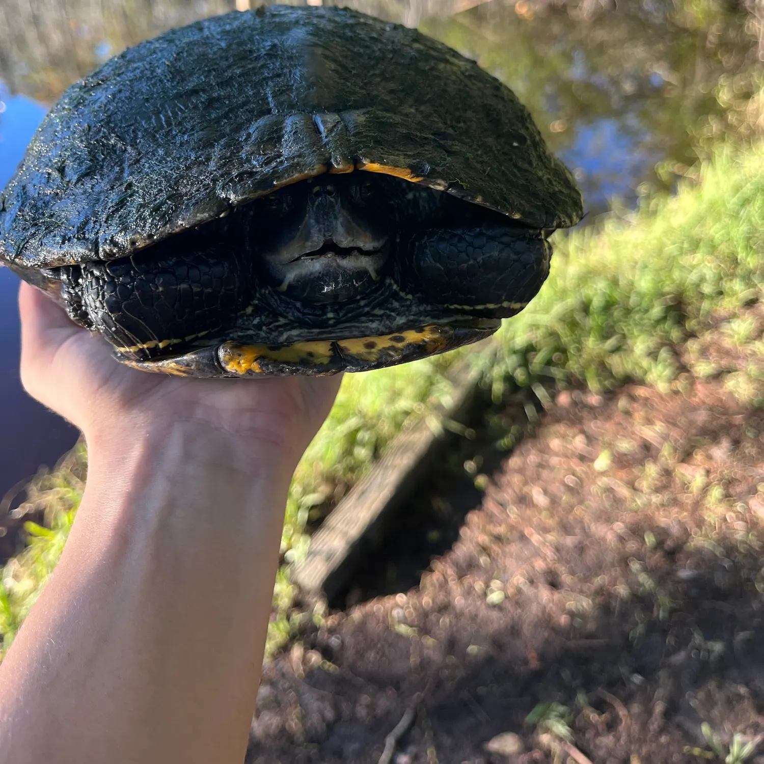 Fish caught on Fishbrain