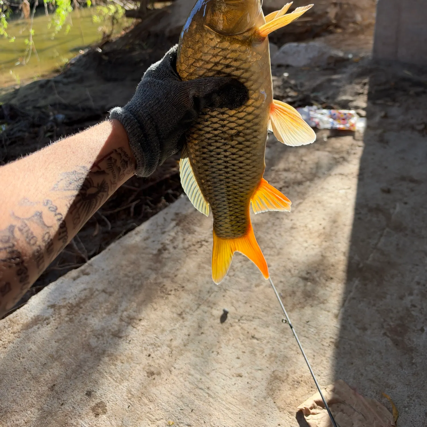 Common carp caught on Fishbrain