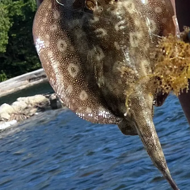 The most recent Yellow stingray catches on Fishbrain
