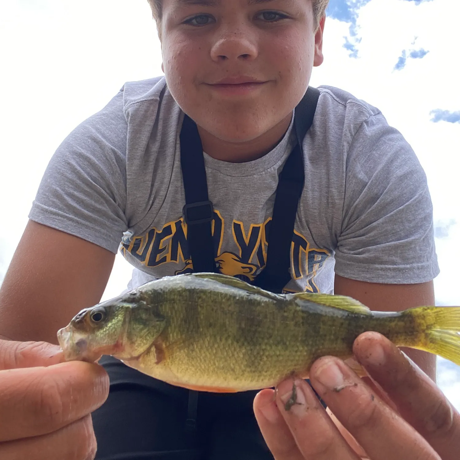 Yellow perch caught on Fishbrain
