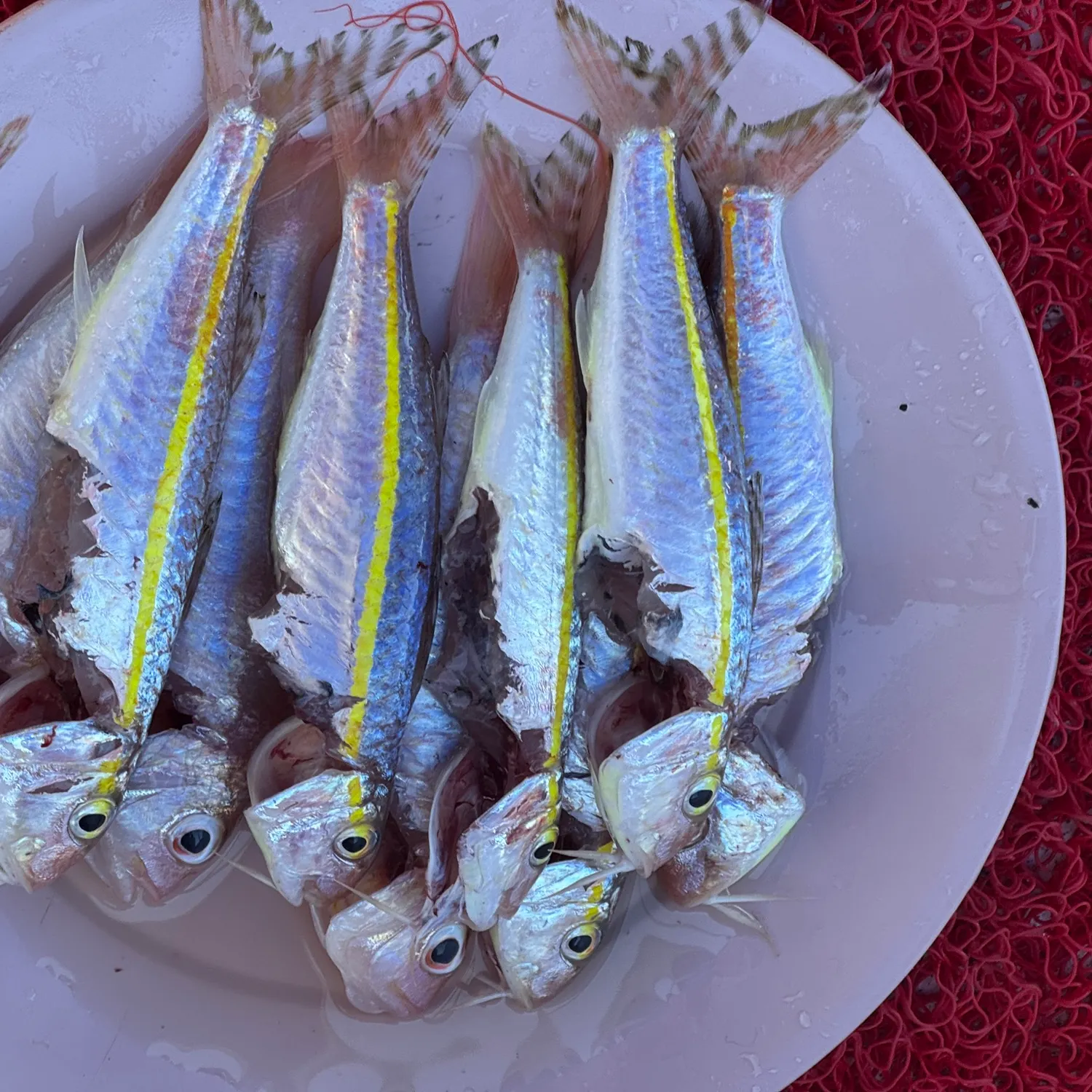 The most recent Striped red mullet catches on Fishbrain