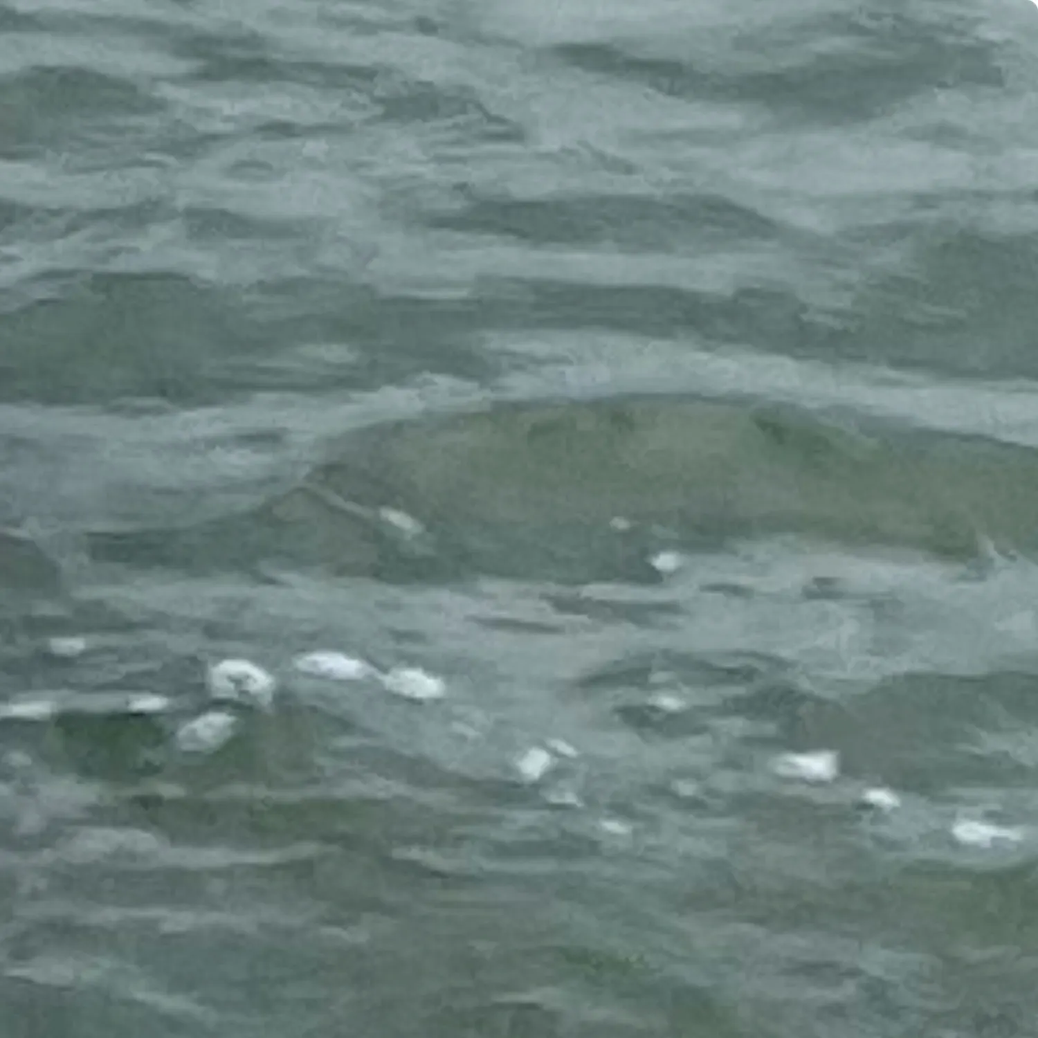 Channel catfish caught on Fishbrain