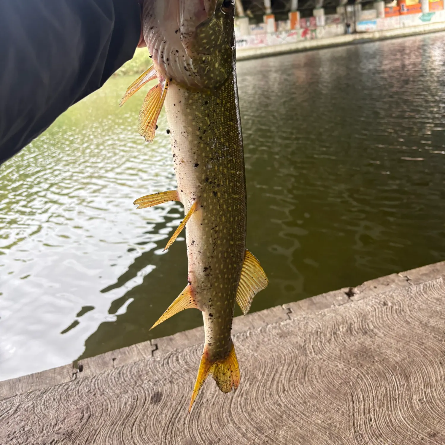 Northern pike caught on Fishbrain