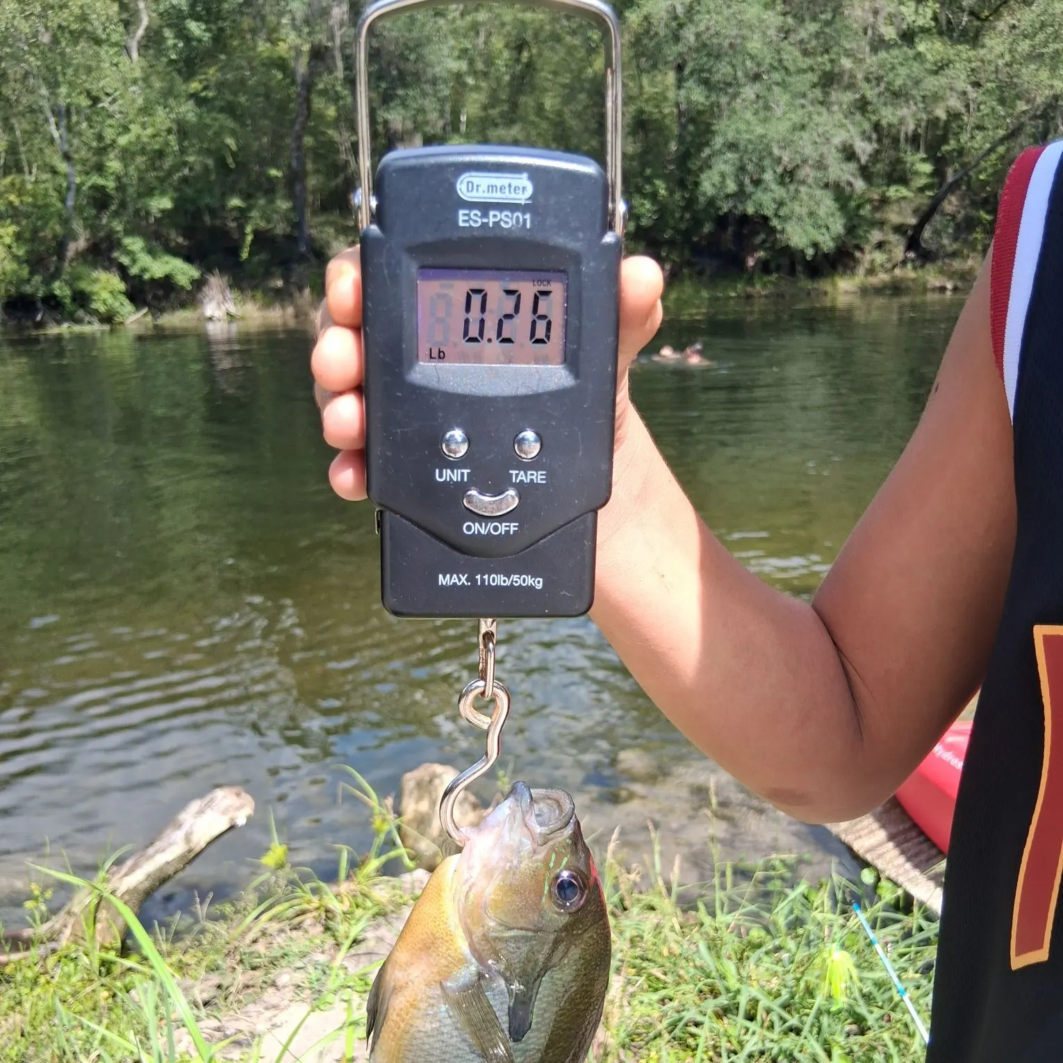 Bluegill caught on Fishbrain