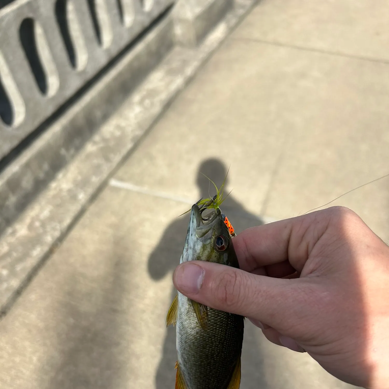 catch