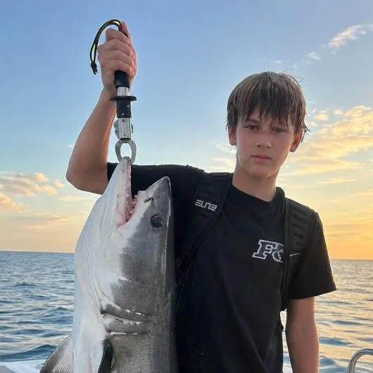 The most recent Great white shark catches on Fishbrain