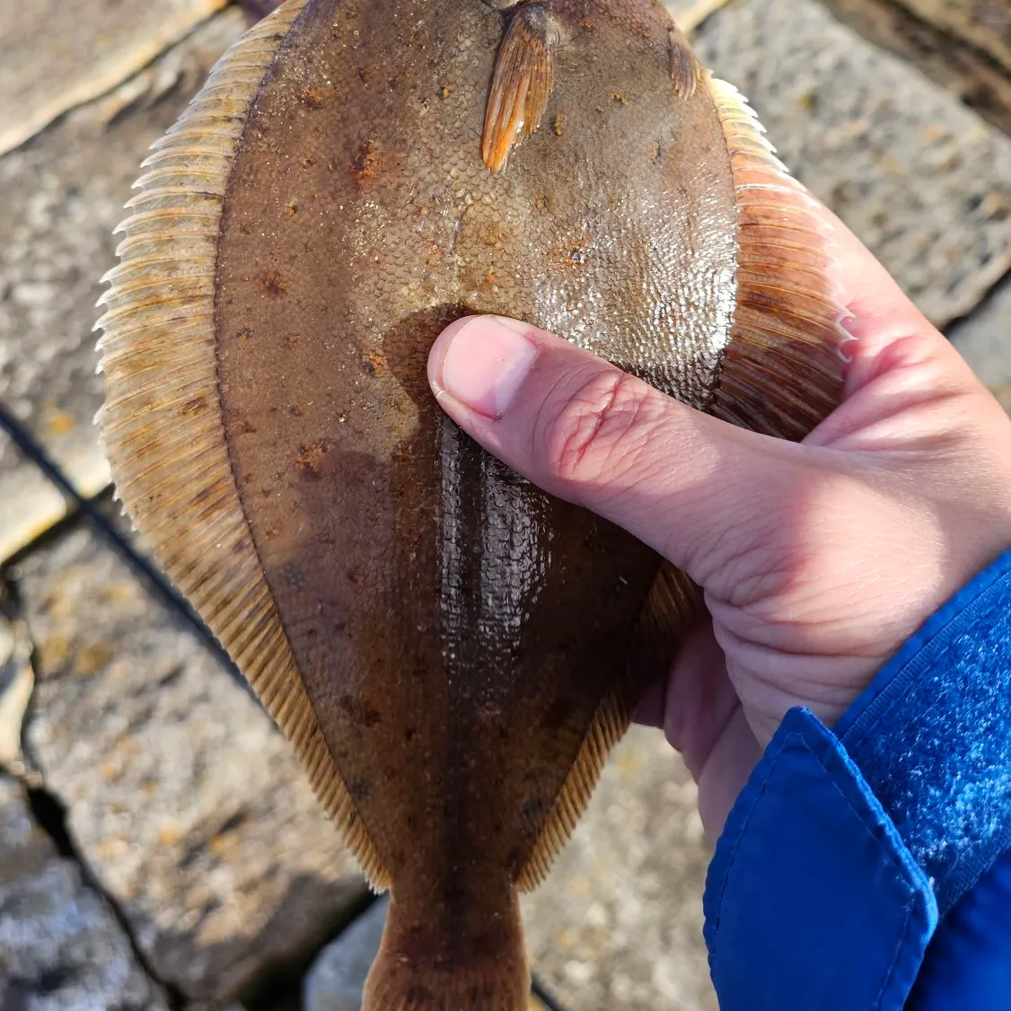 The most recent European flounder catches on Fishbrain