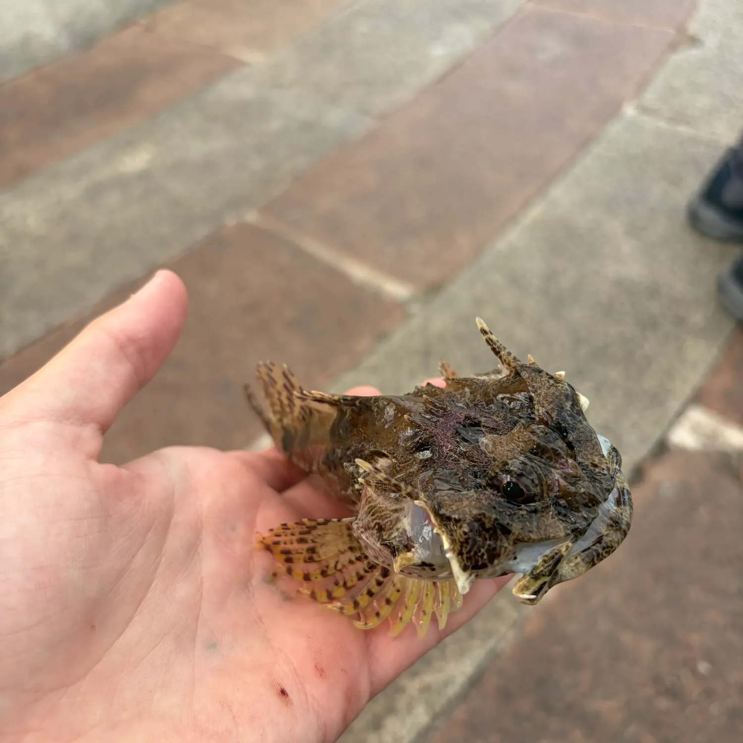 Shorthorn sculpin caught on Fishbrain