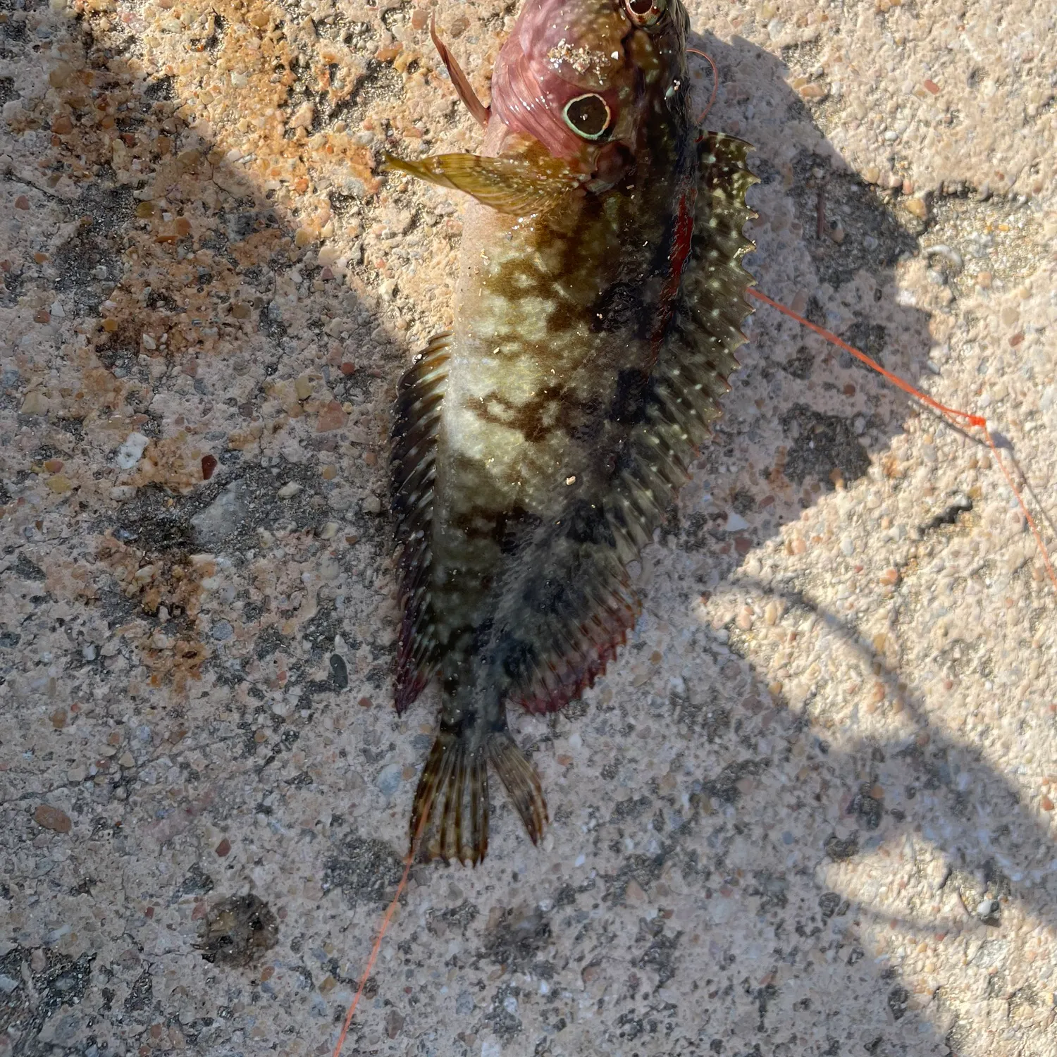 The most recent California scorpionfish catches on Fishbrain