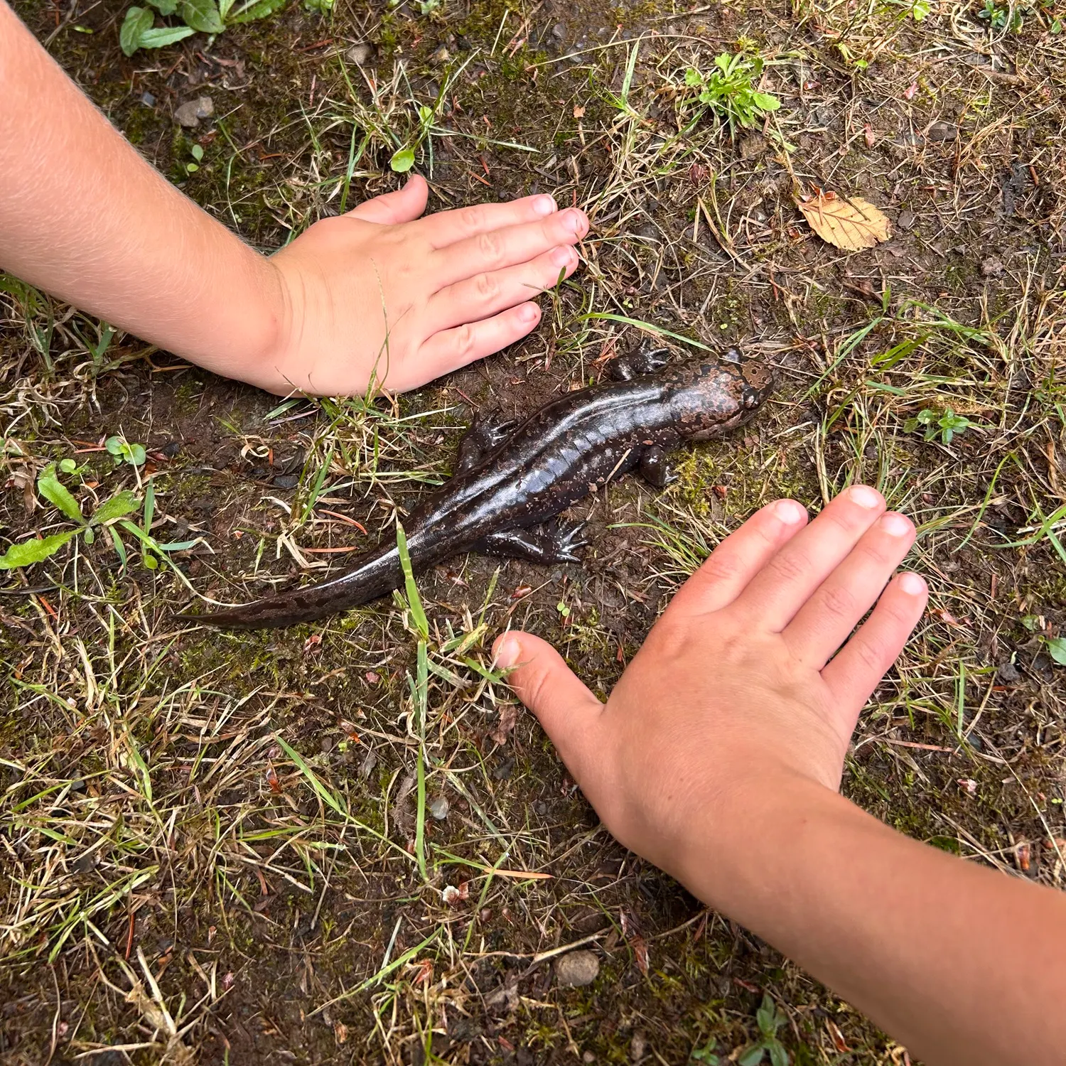 The most recent Salamander shark catches on Fishbrain