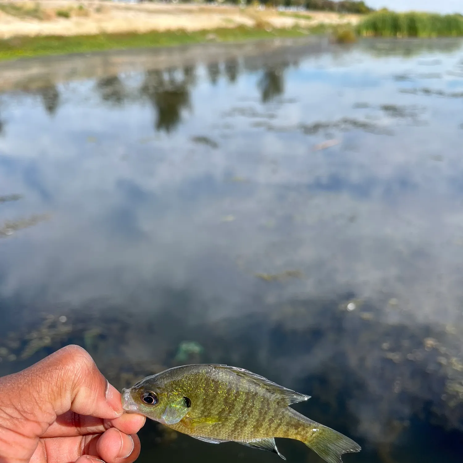 Bluegill caught on Fishbrain