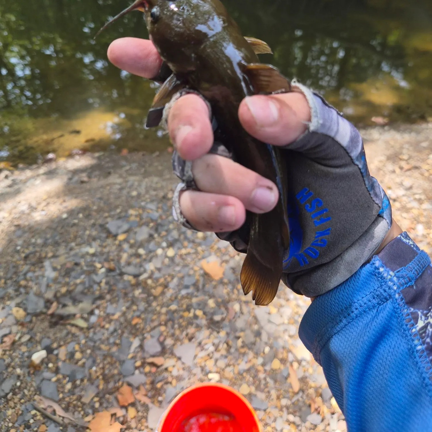 Yellow bullhead caught on Fishbrain