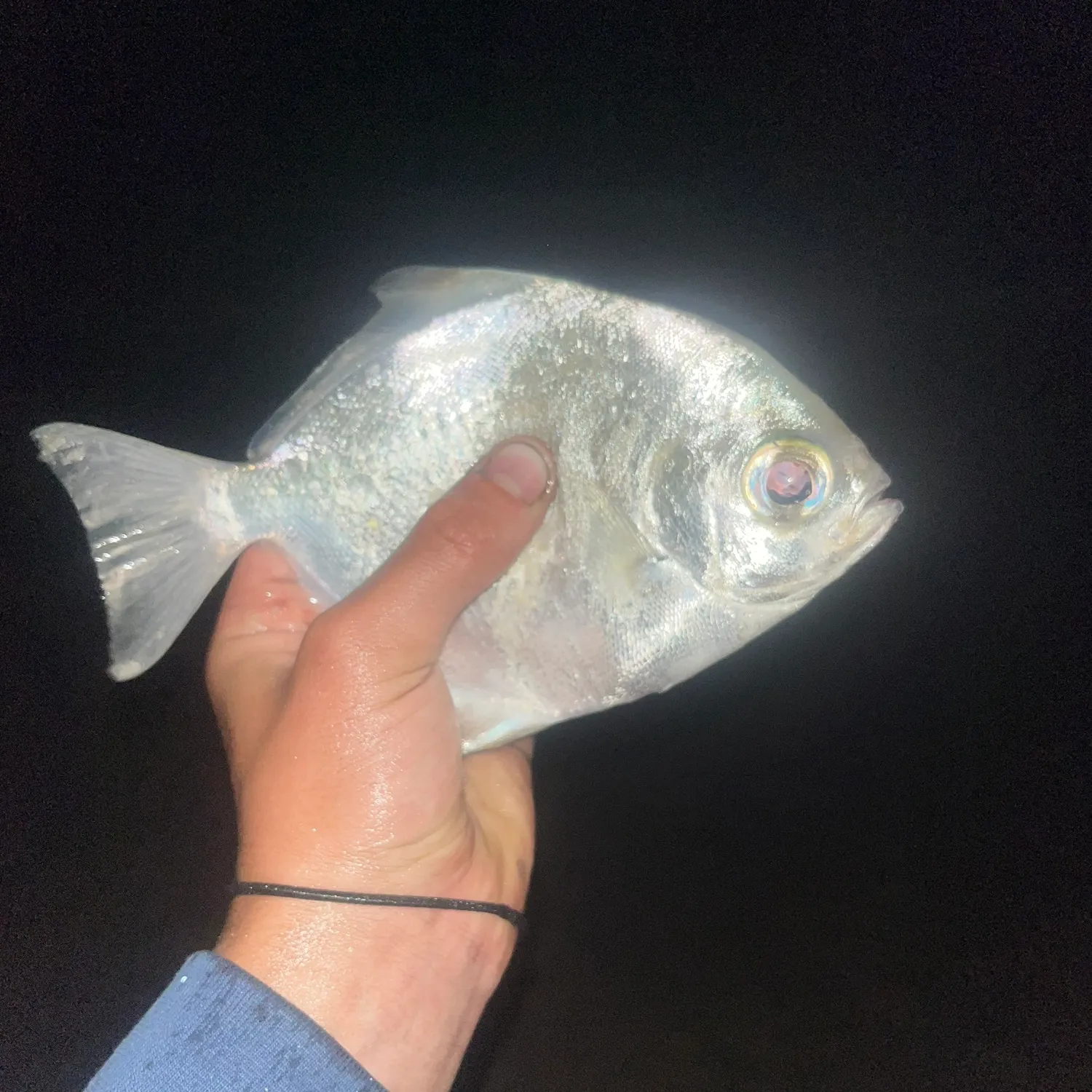 The most recent Silver moony catches on Fishbrain
