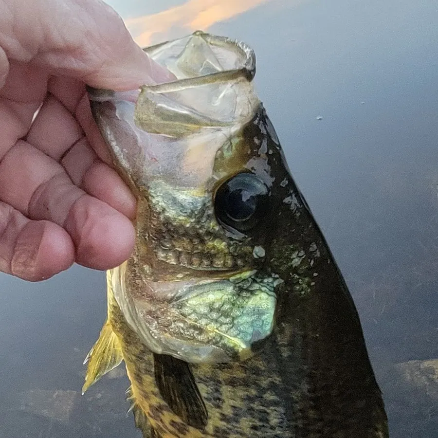 Black crappie caught on Fishbrain