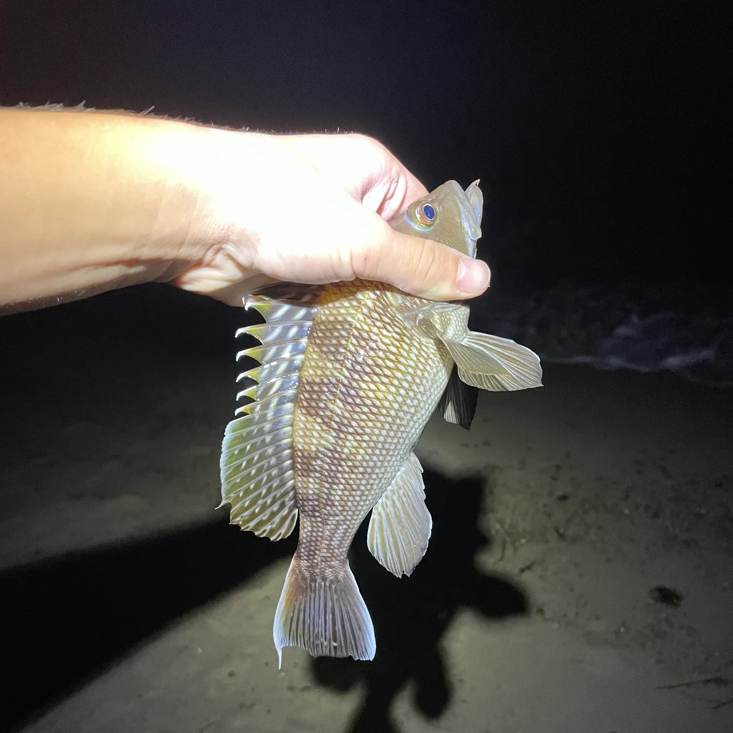 Black sea bass caught on Fishbrain