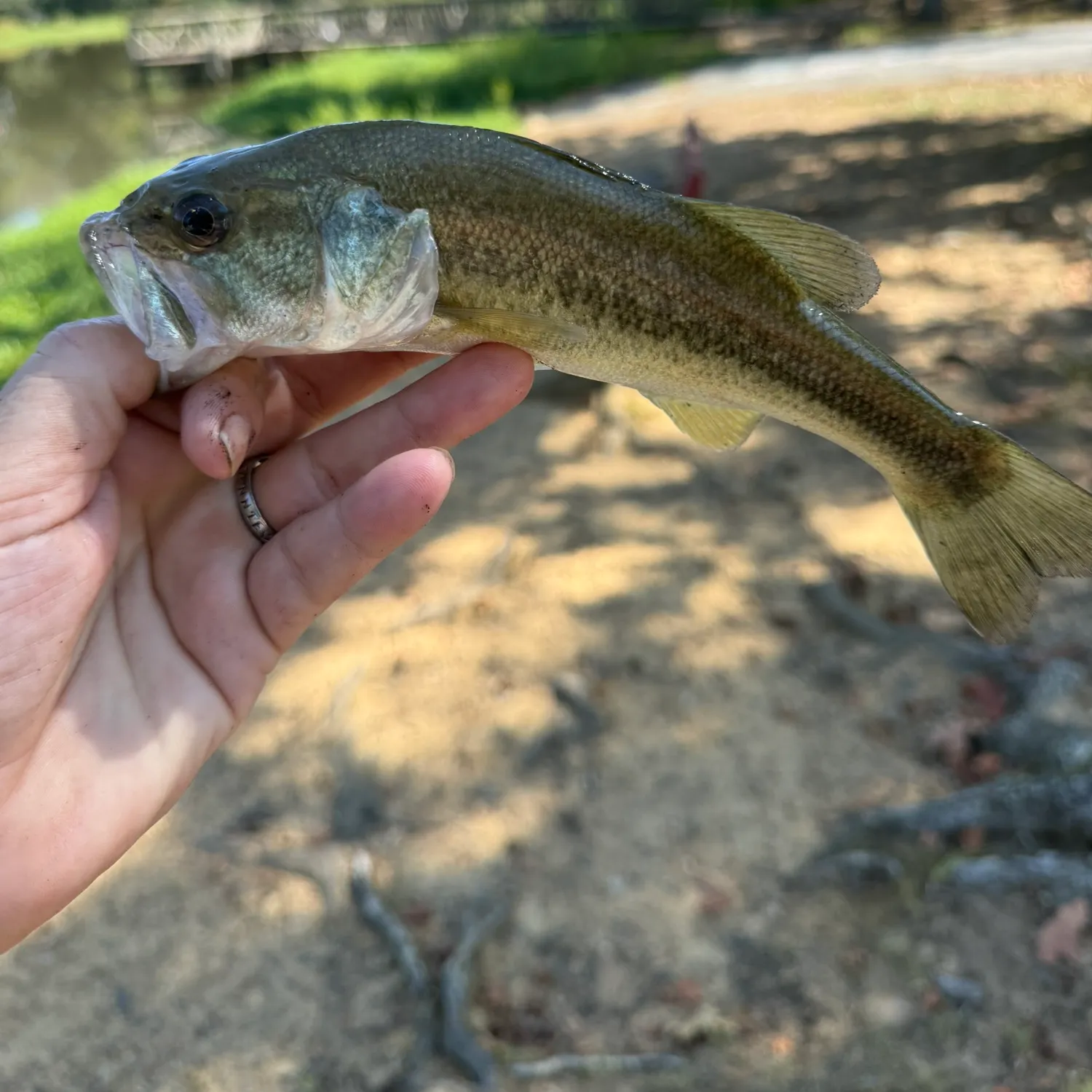 Fish caught on Fishbrain