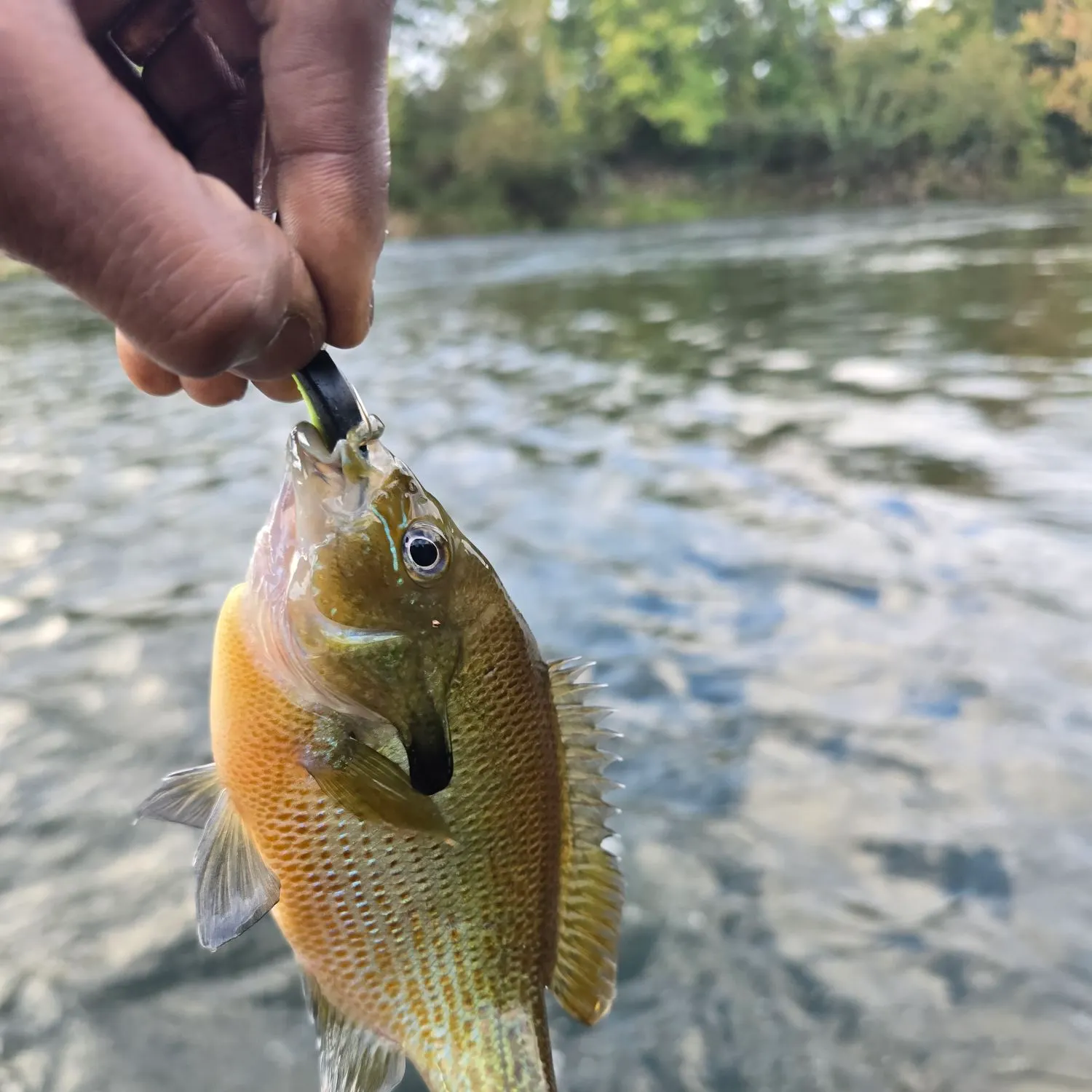 Redbreast sunfish caught on Fishbrain