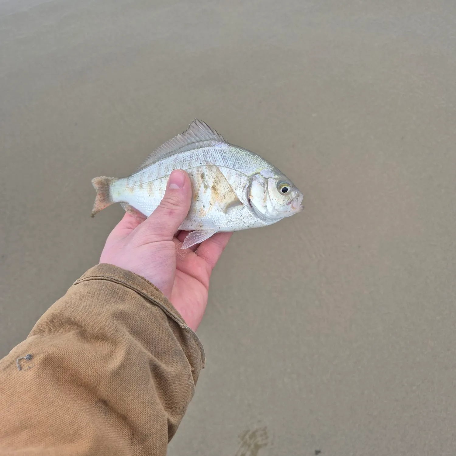 The most recent Redtail surfperch catches on Fishbrain
