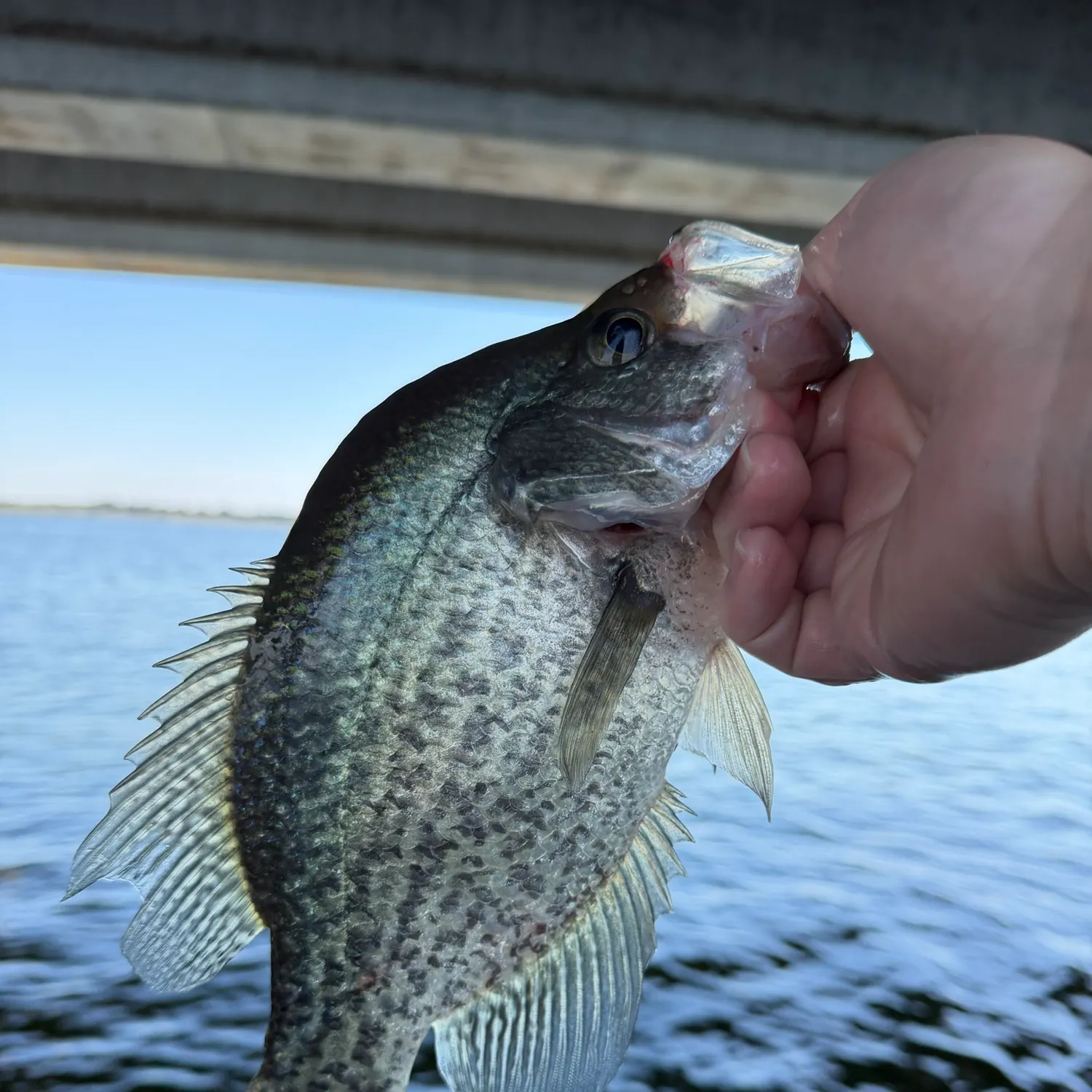 Black crappie caught on Fishbrain