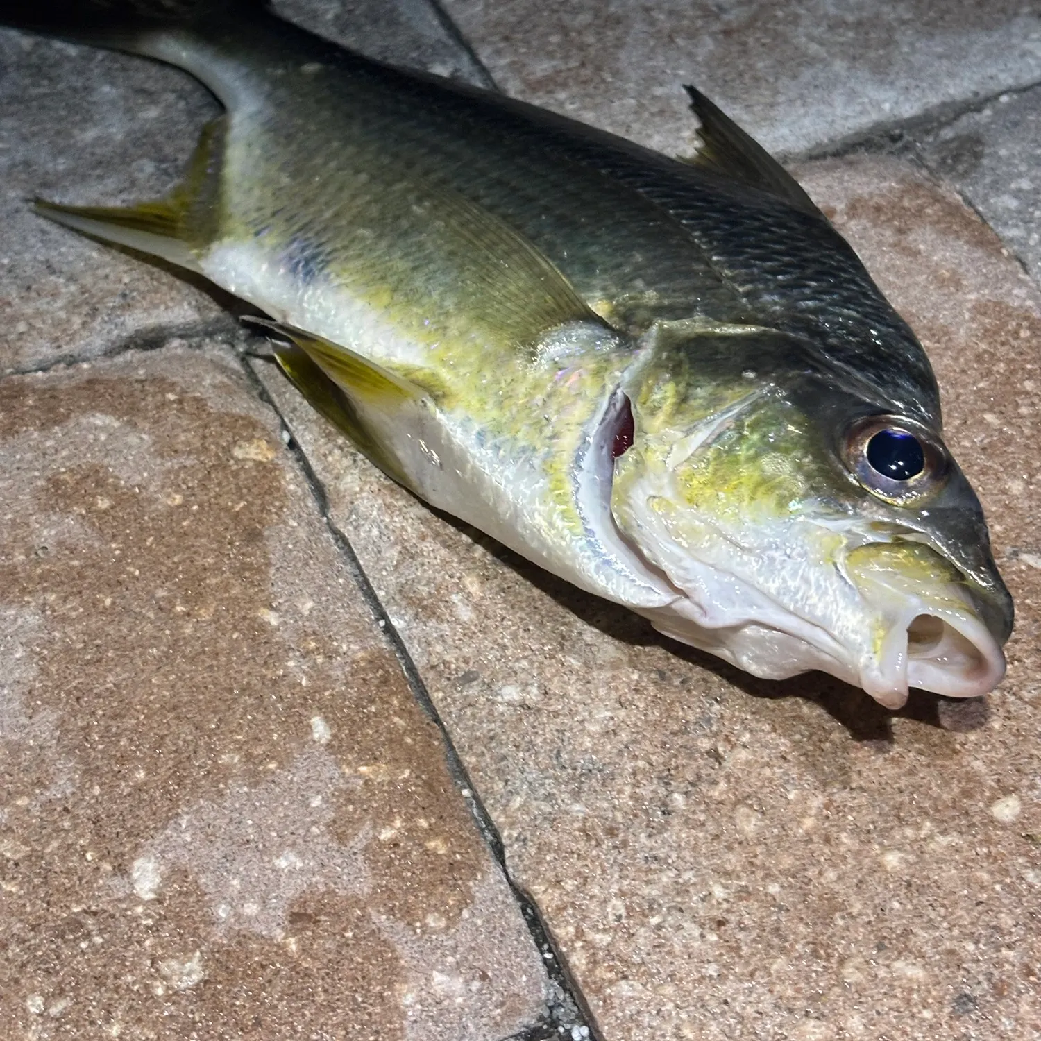 Striped mojarra caught on Fishbrain