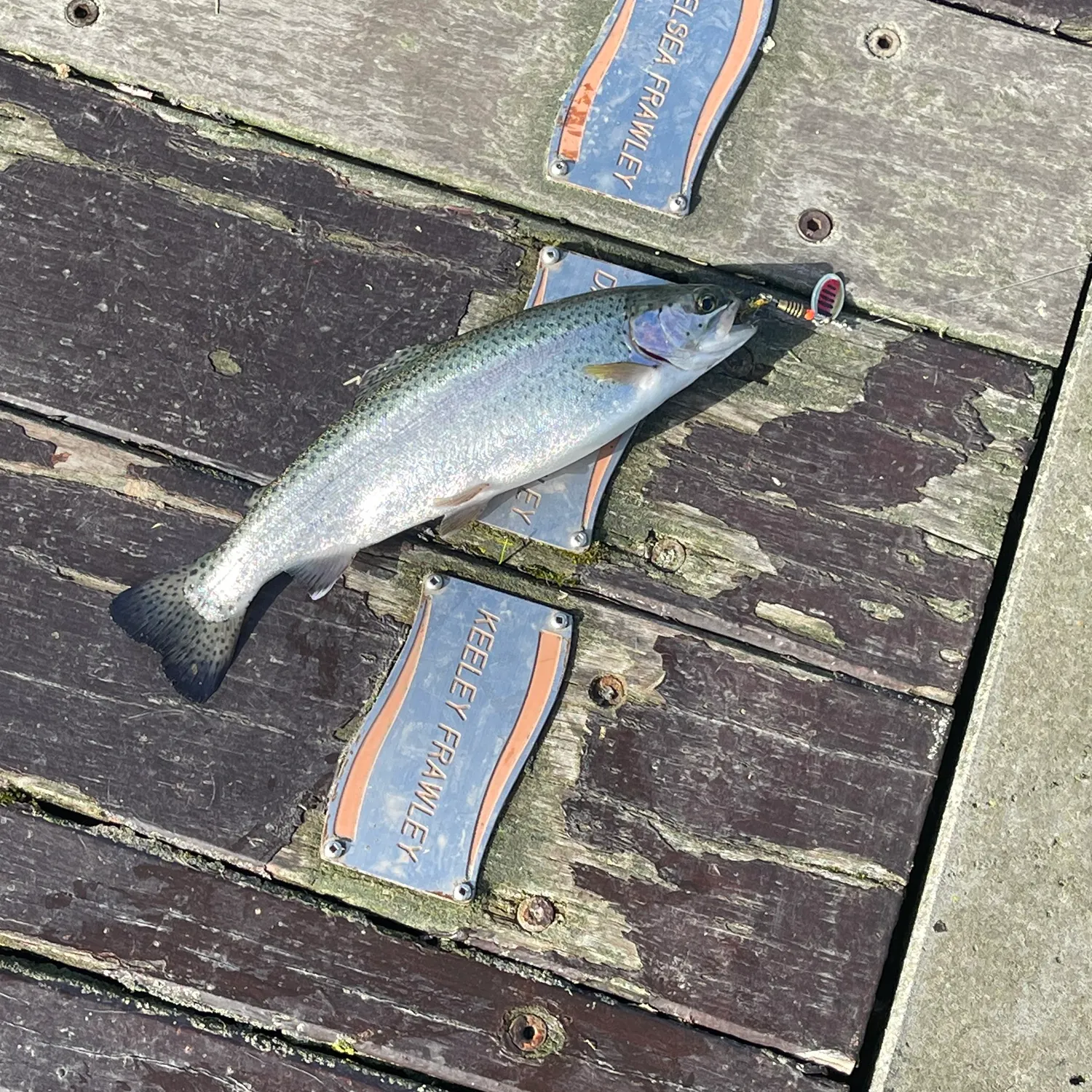 recently logged catches