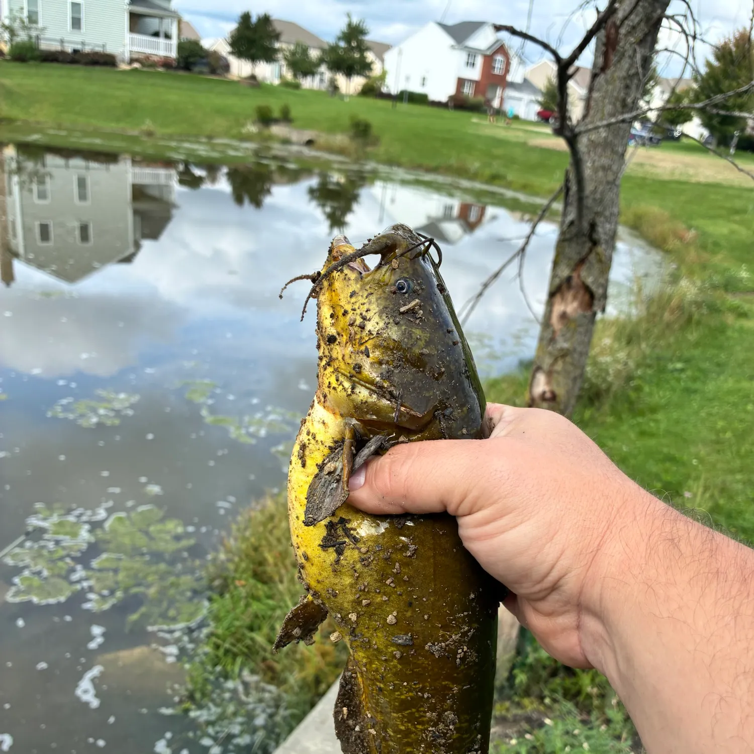 Yellow bullhead caught on Fishbrain