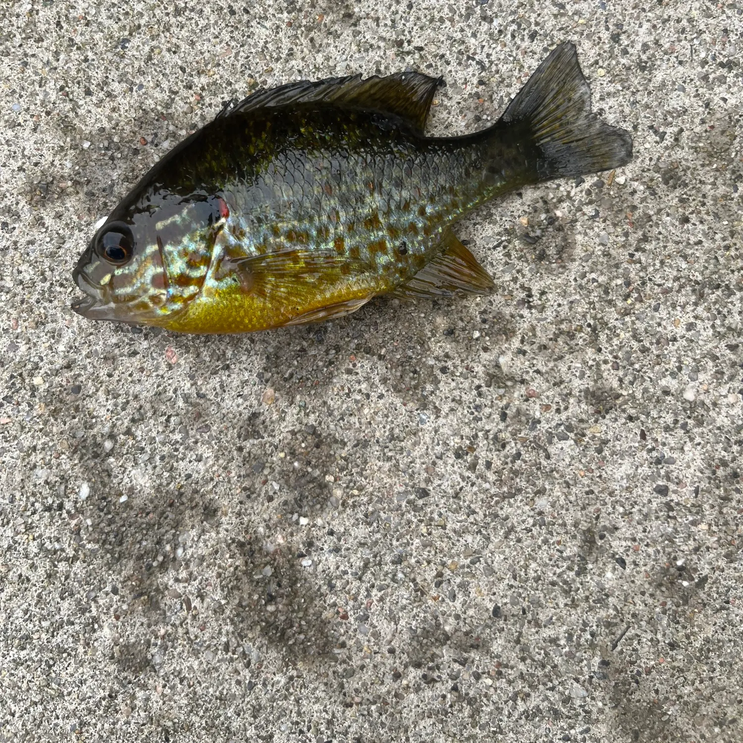 Pumpkinseed caught on Fishbrain