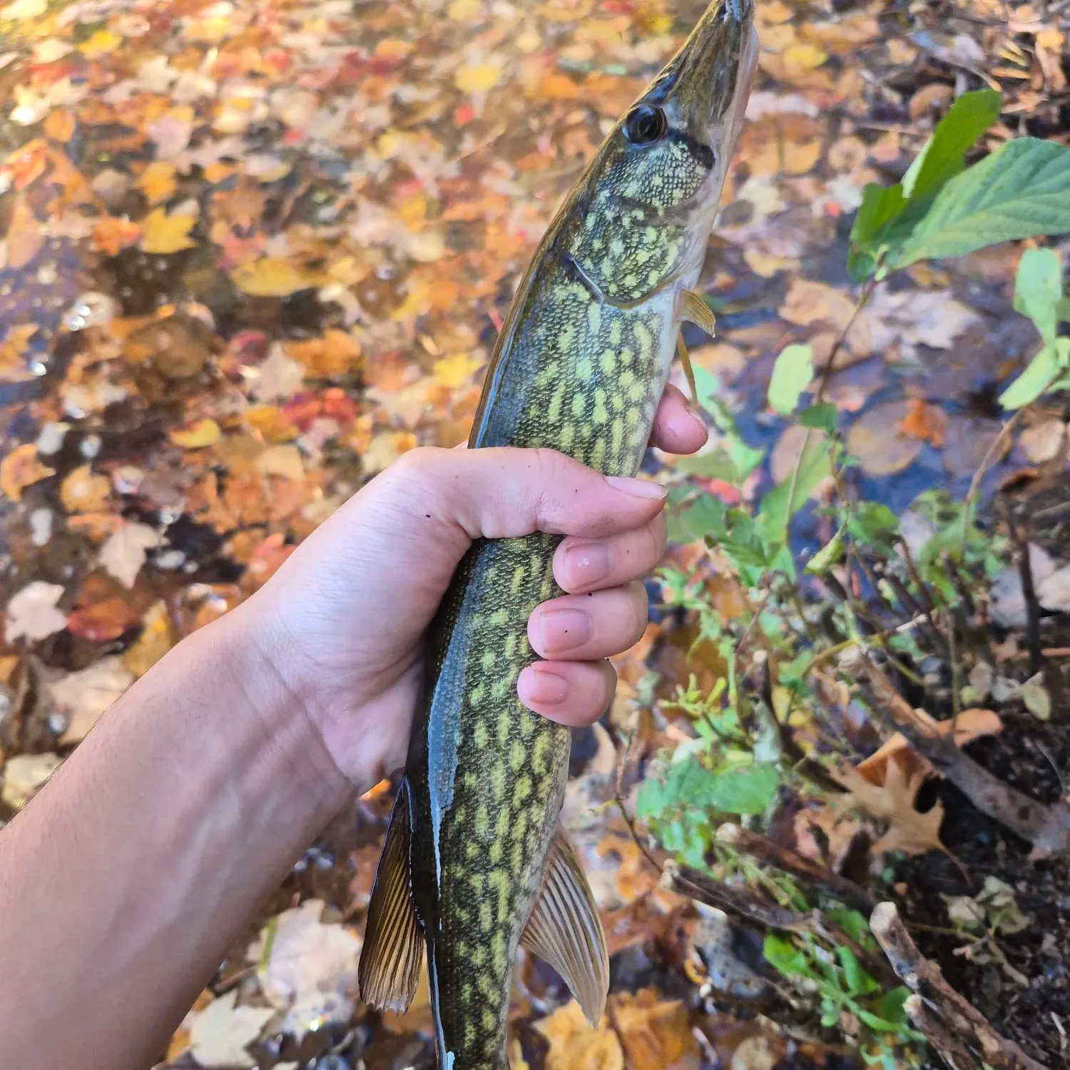 Chain pickerel caught on Fishbrain
