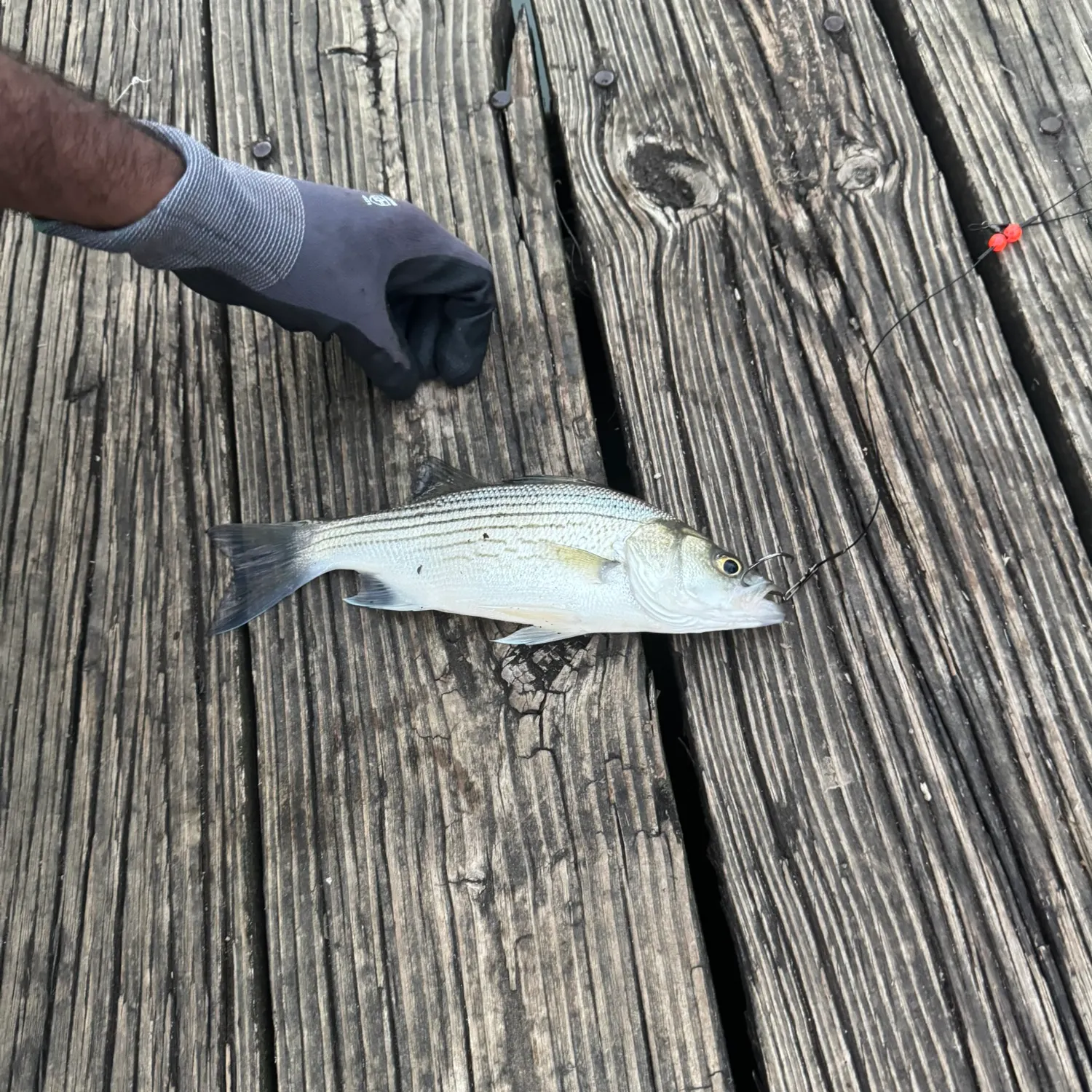 Fish caught on Fishbrain