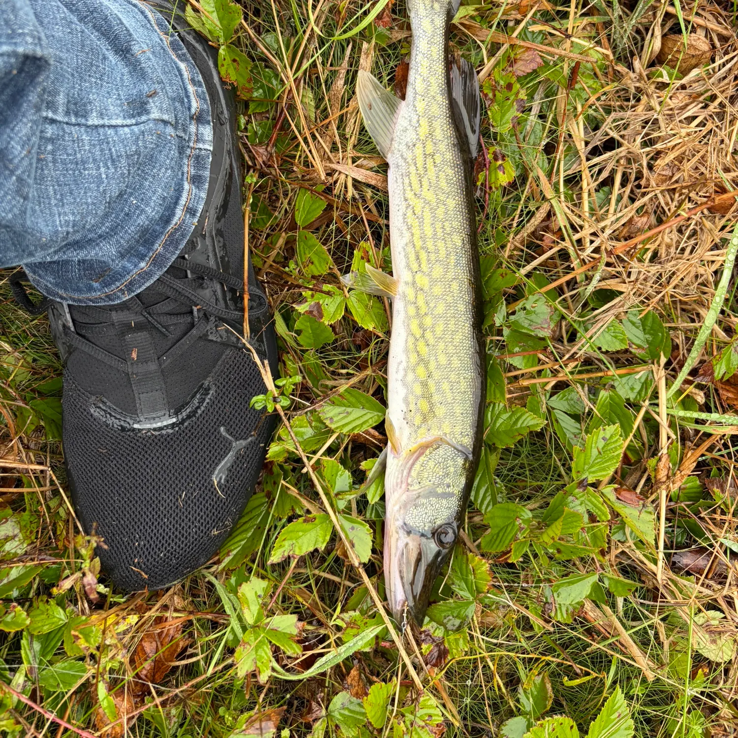 Chain pickerel caught on Fishbrain