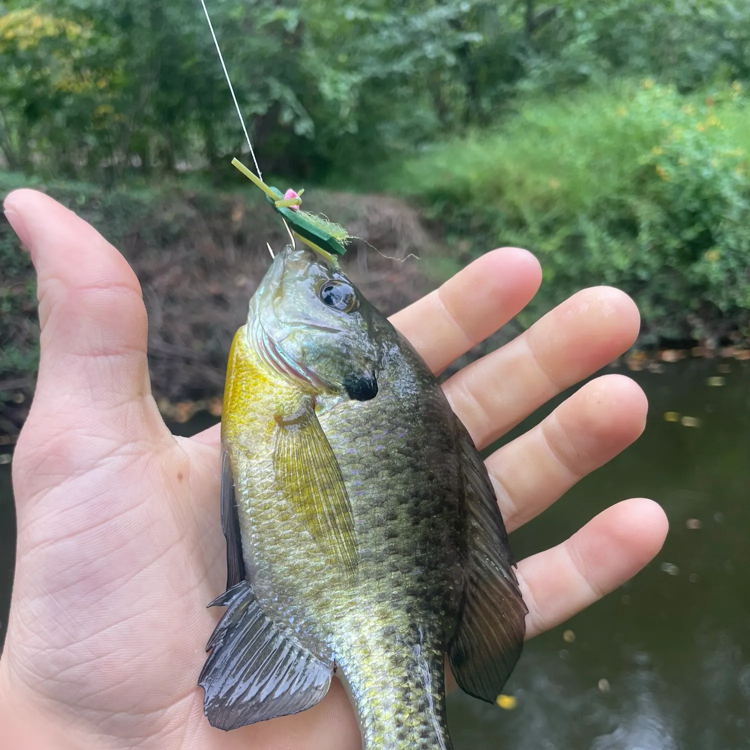 Bluegill caught on Fishbrain