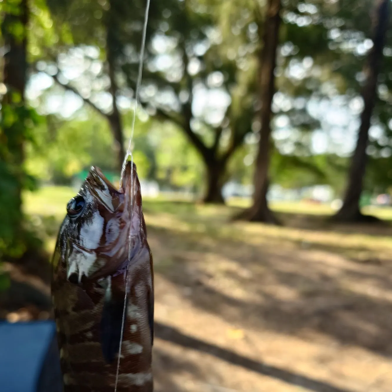 Fish caught on Fishbrain